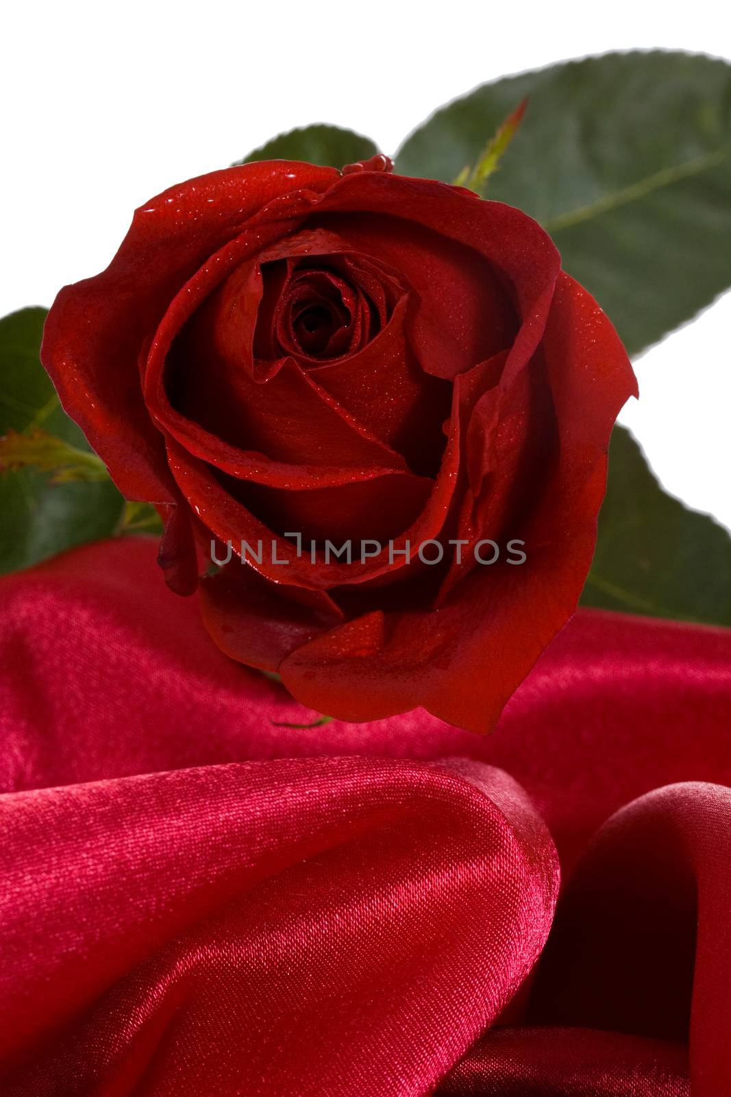 Red rose on red silk isolated on white background