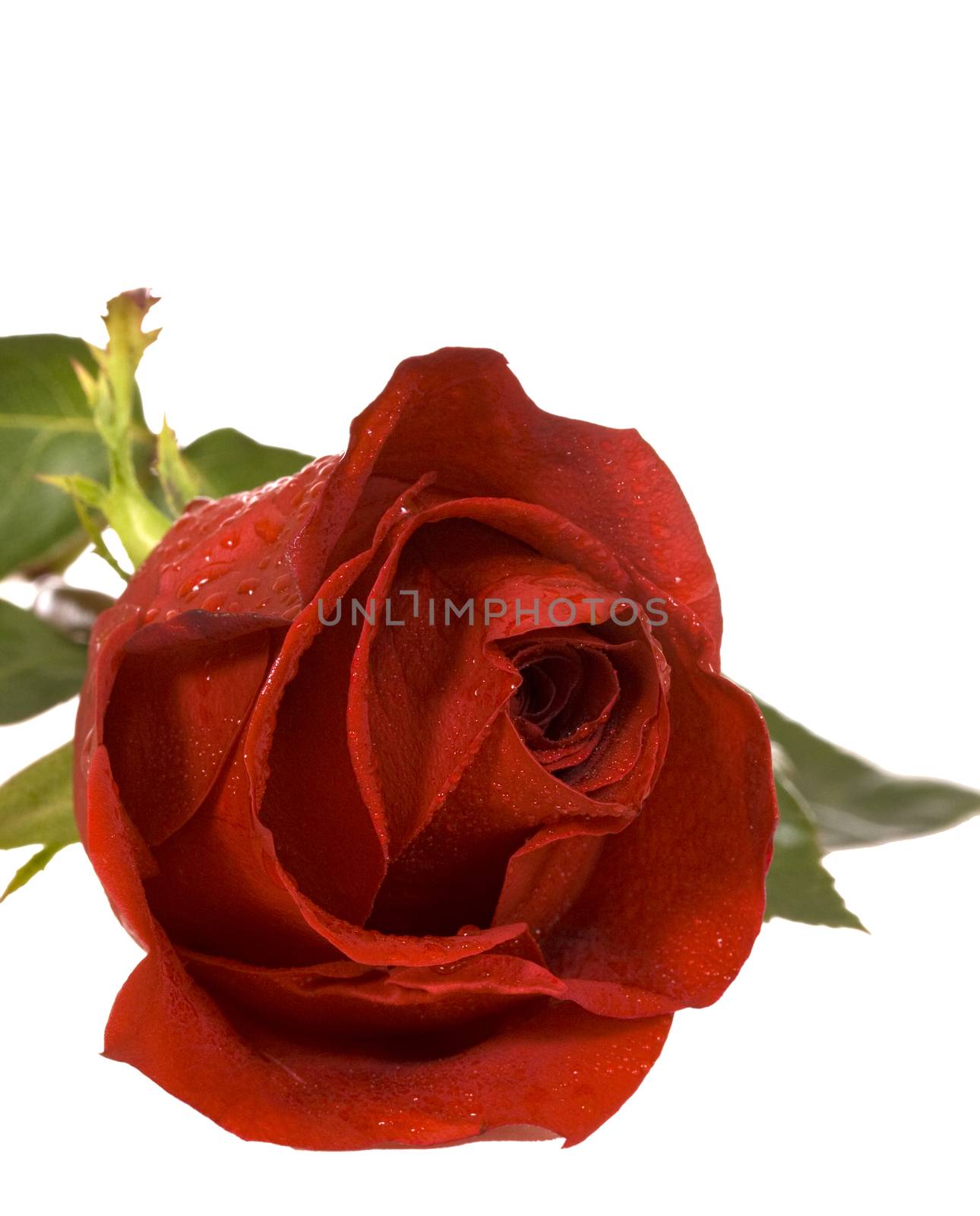 Red rose isolated on a white background.