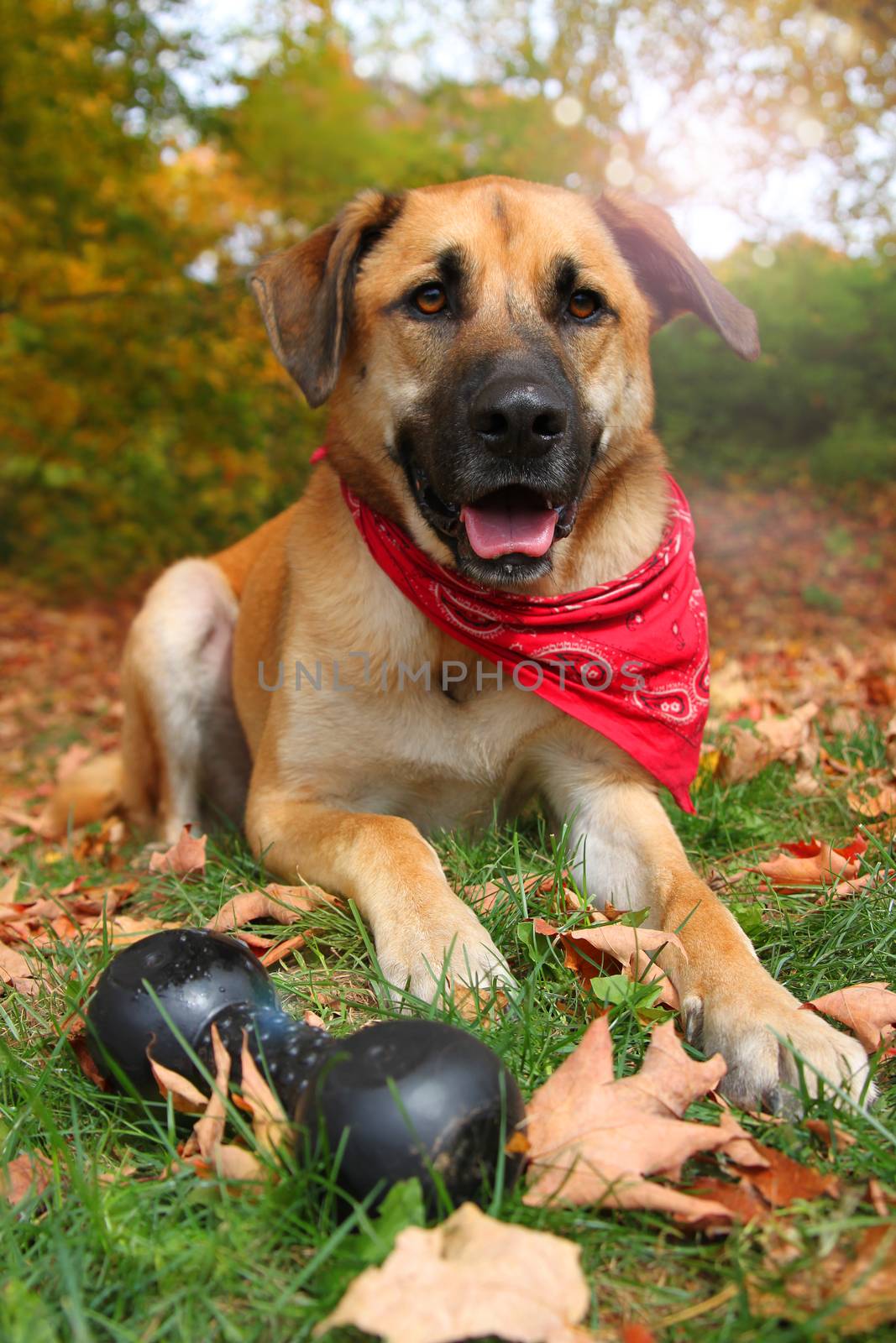 Handsome large mixed Boxer, Retriever, Sheppard breed dog, sitting on an autumn background