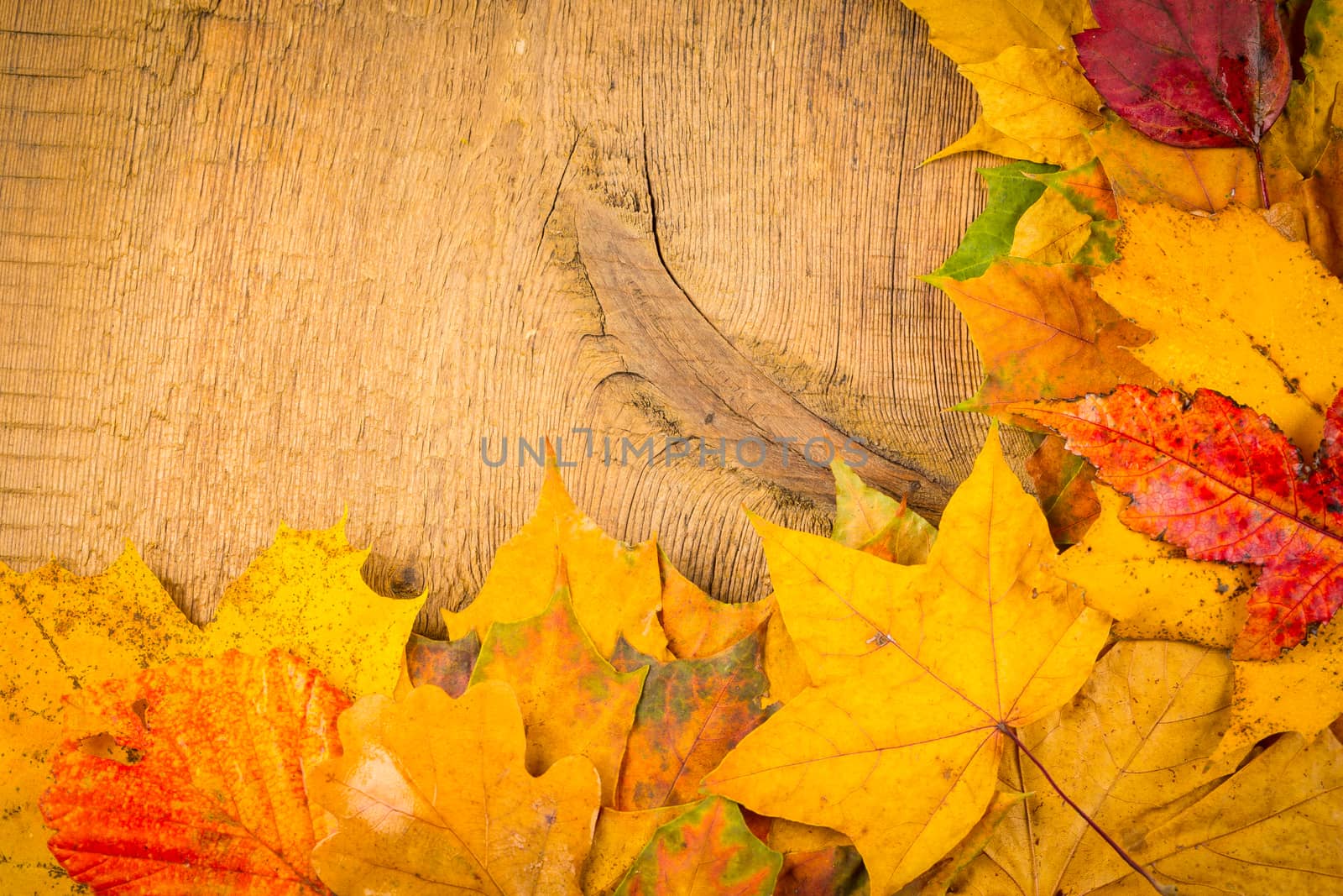 Red and yellow wet autumn leaves on the background a dark old wood