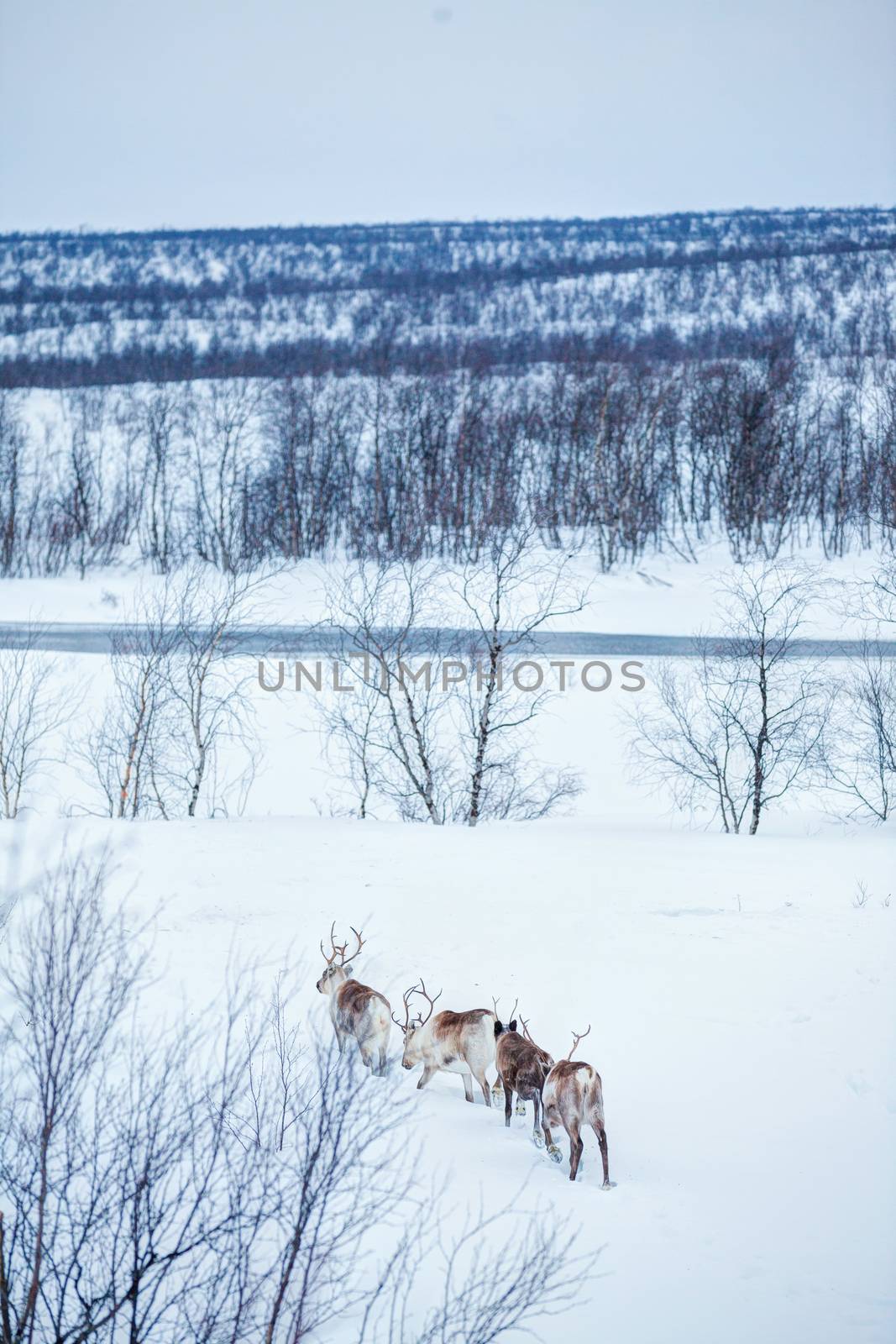 Wild reindeer running in snow, Norway, Scandinavia. Vertical view