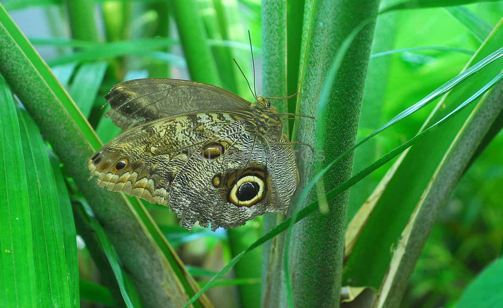 brown Butterfly insect by nikonite