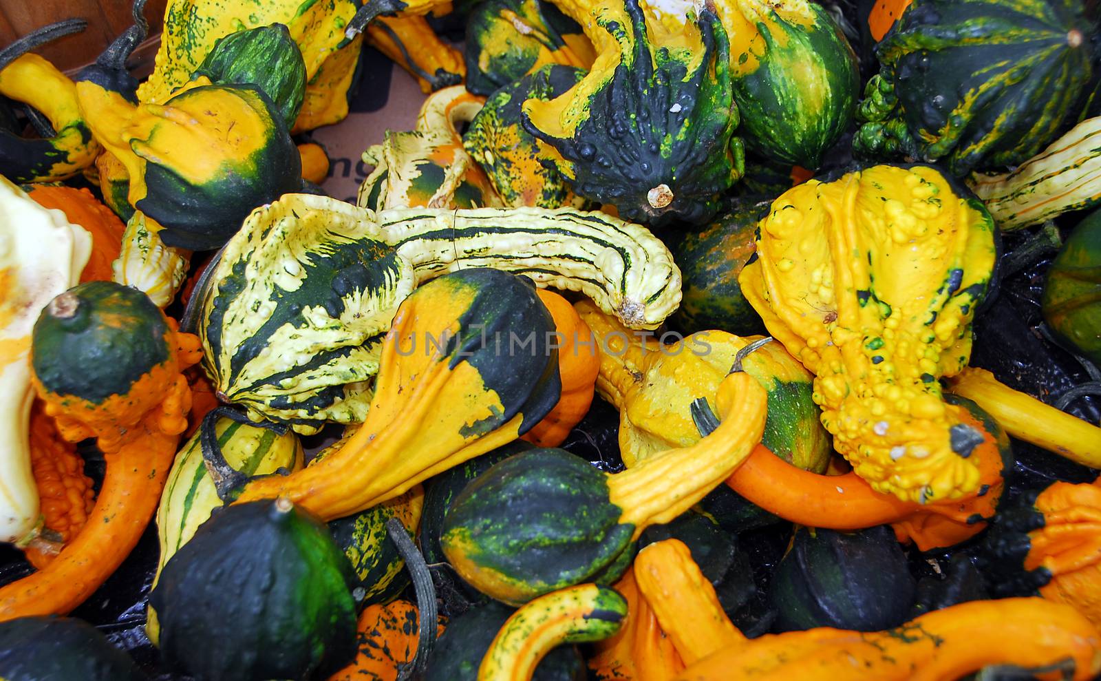 Pumpkin fruit by nikonite