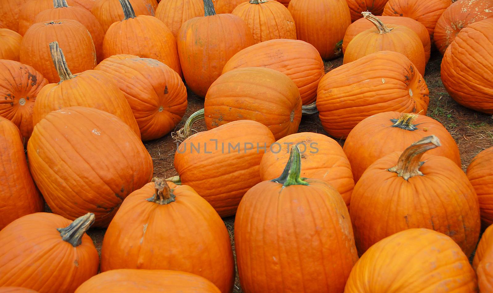 Pumpkin fruit by nikonite