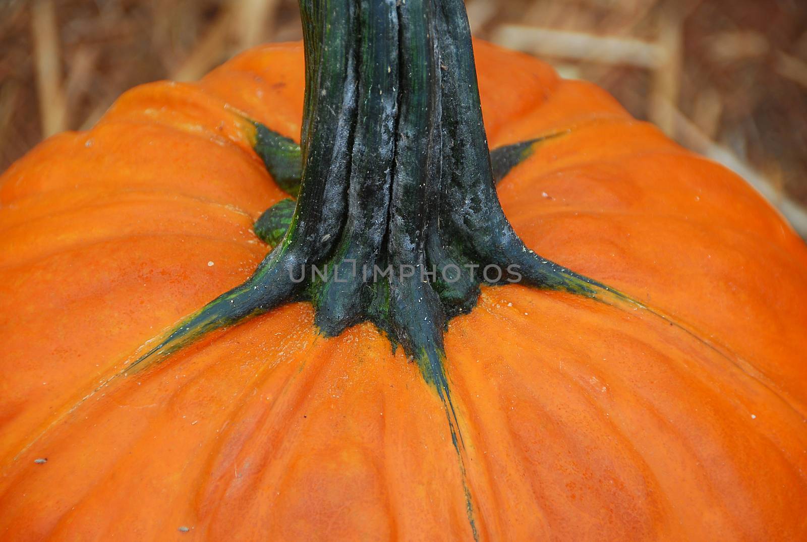 pumpkin fruit for cooking and halloween decoration