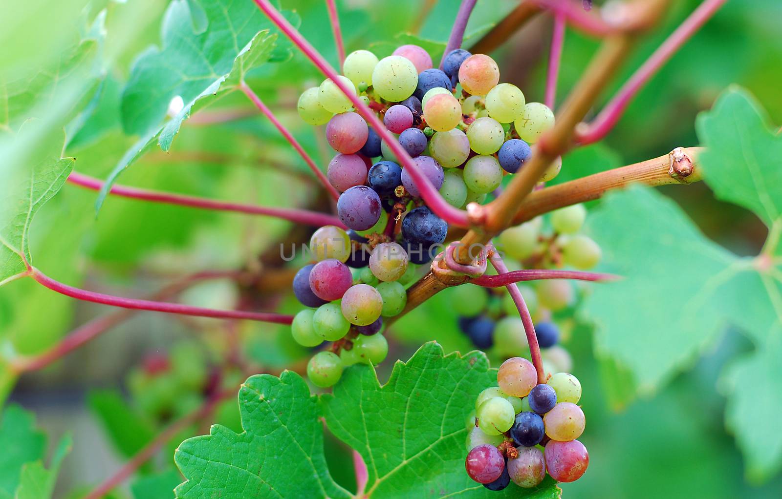 cluster of farm fresh green delicious grape fruit growing on vine