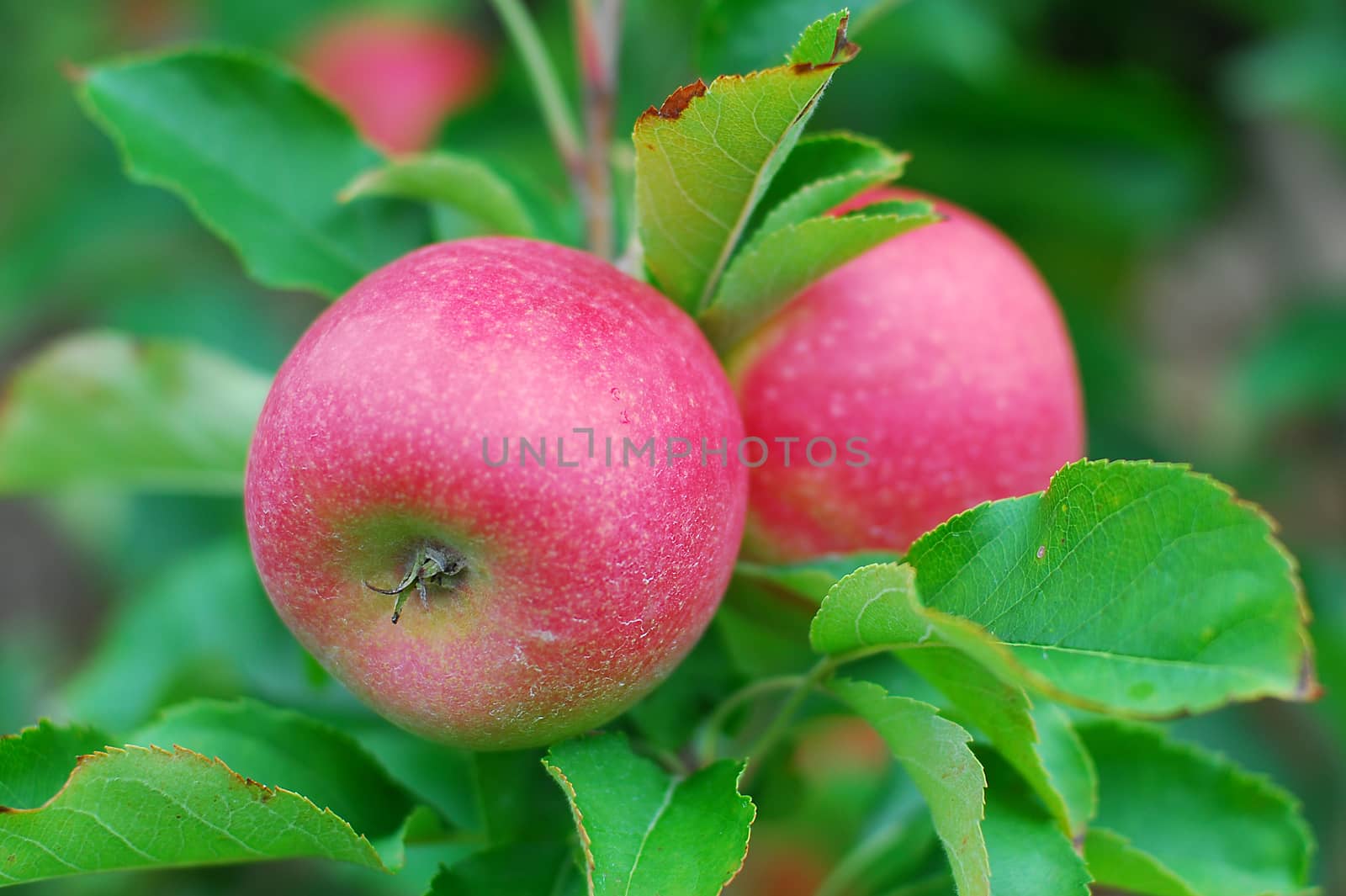Red delicious apple by nikonite