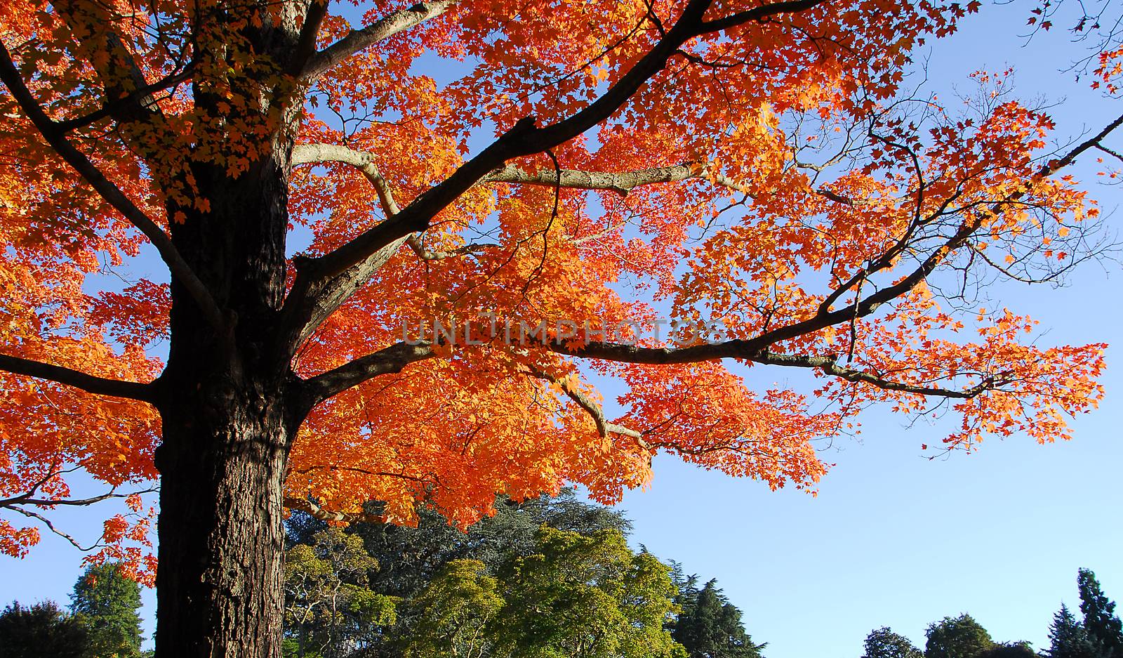 Orange Fall Foliage colors of Maple tree in Autumn