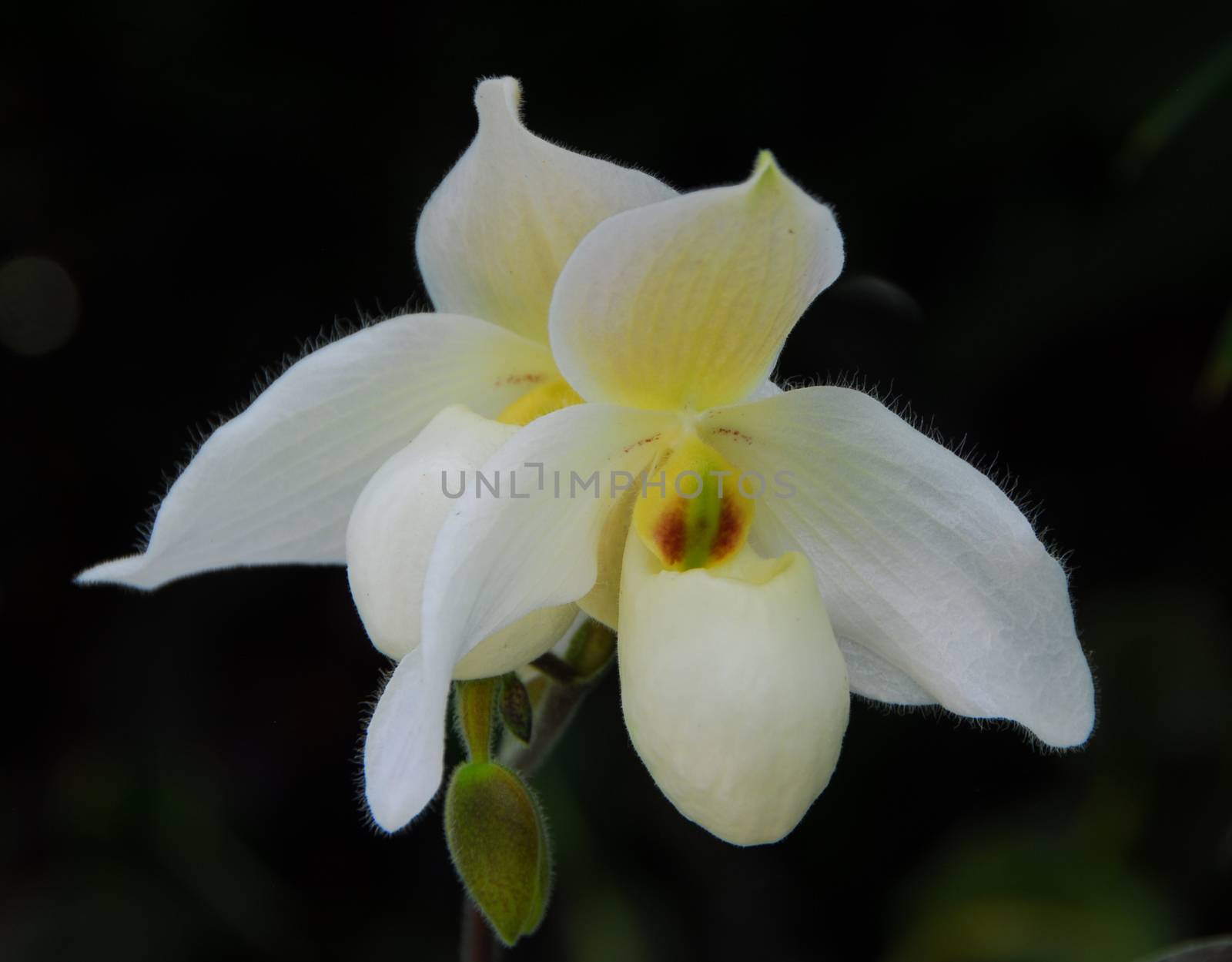 cattleya yellow orchid flower by nikonite