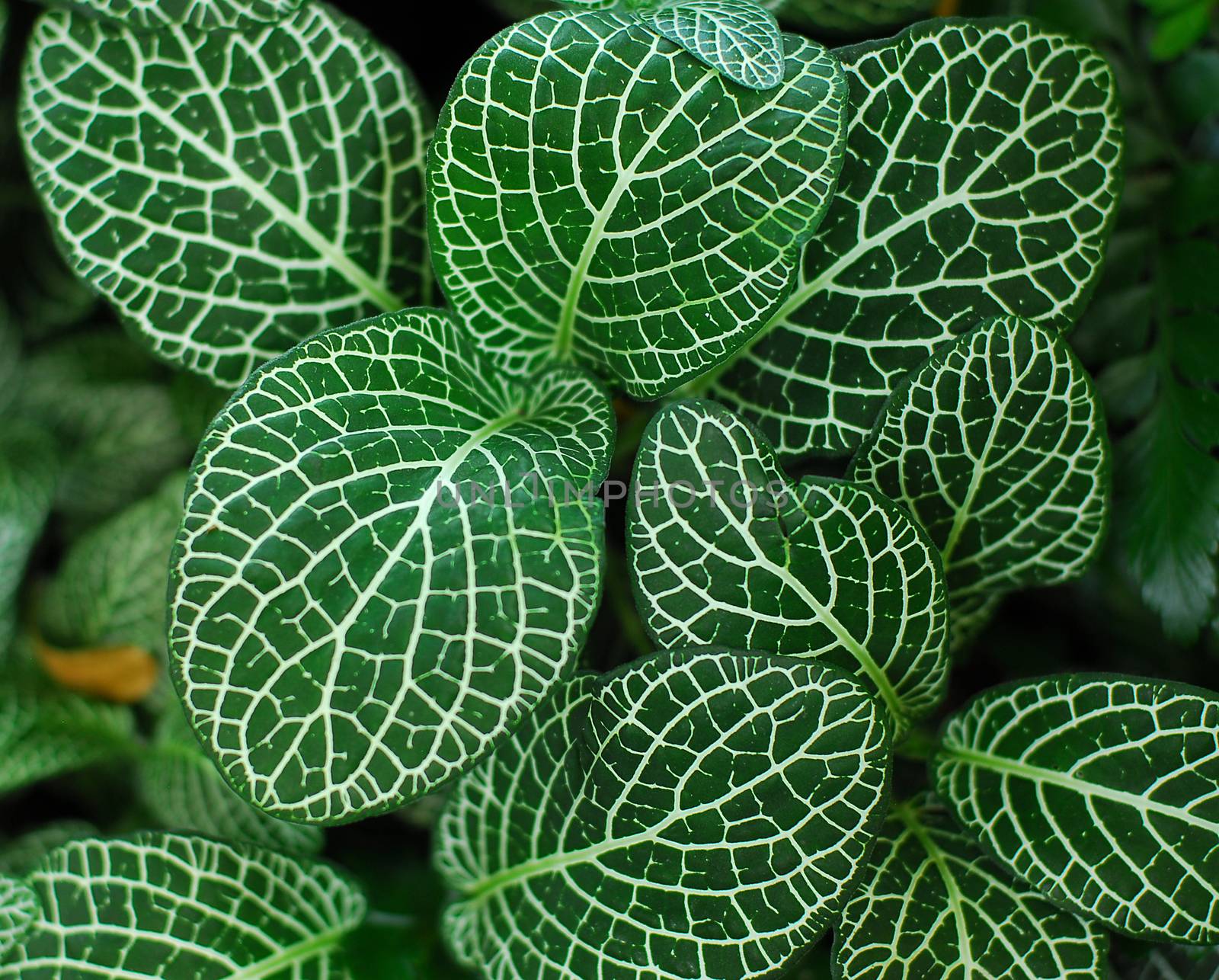 Green Nerve Plant Leaves by nikonite