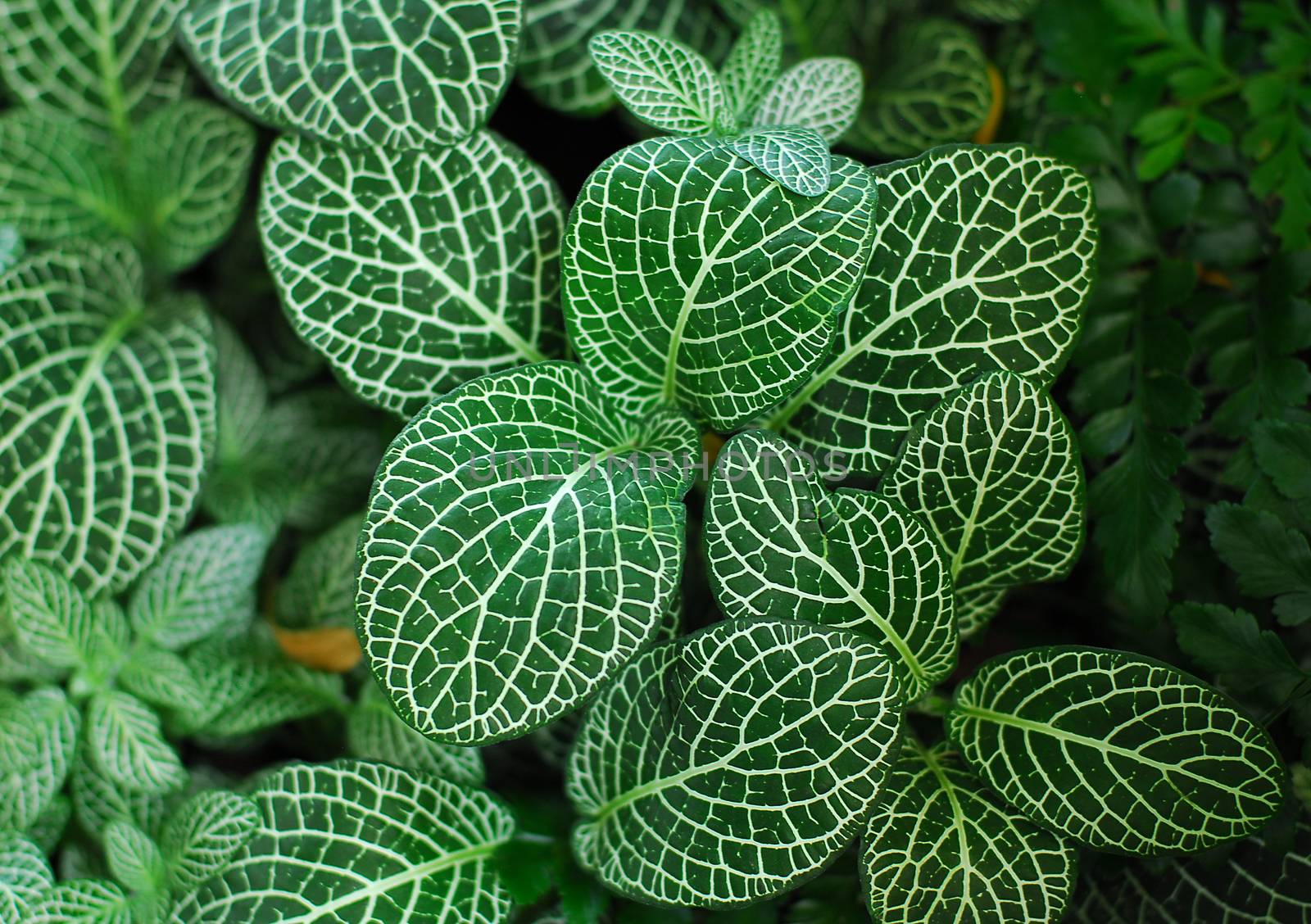 Dark Green Leaves of Fittonia Acanthaceae also called Nerve Plant or mosaic plant