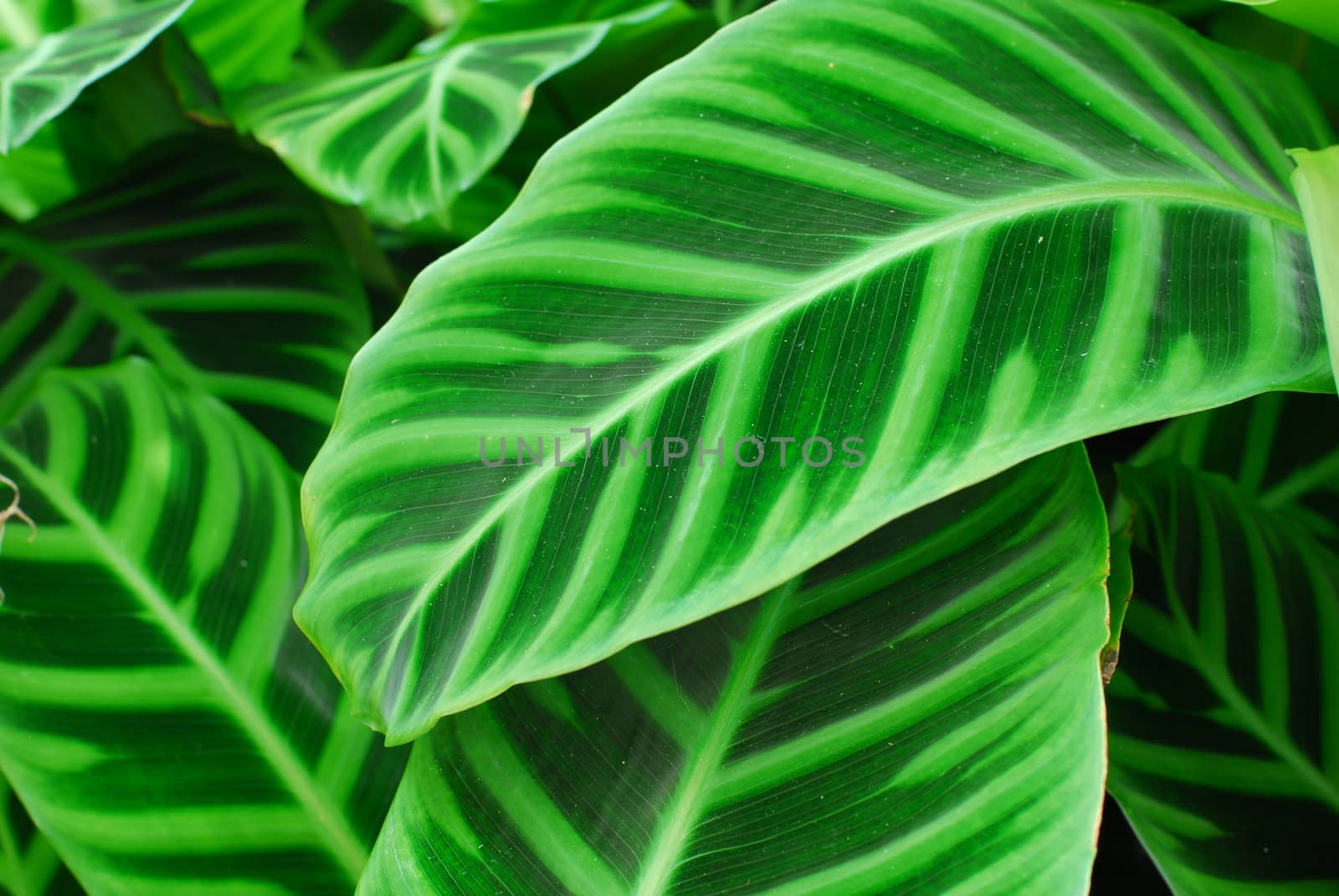 Dark Green Leaves of indoor Plant having pattern
