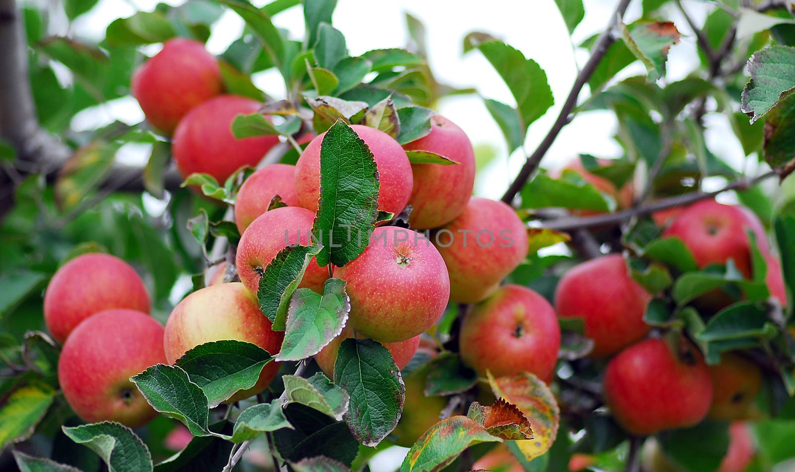 cluster of farm fresh red delicious apple fruit growing on tree