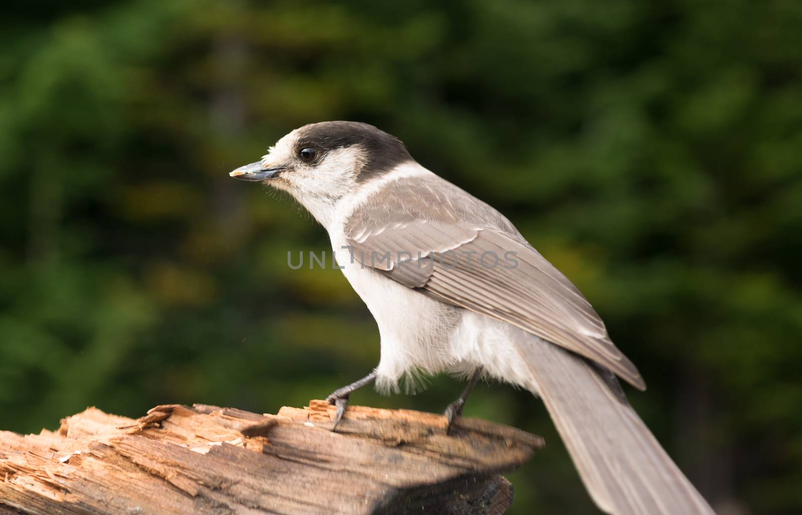 Grey Jay Whiskey Jack Bird Watching Animal Wildlife by ChrisBoswell