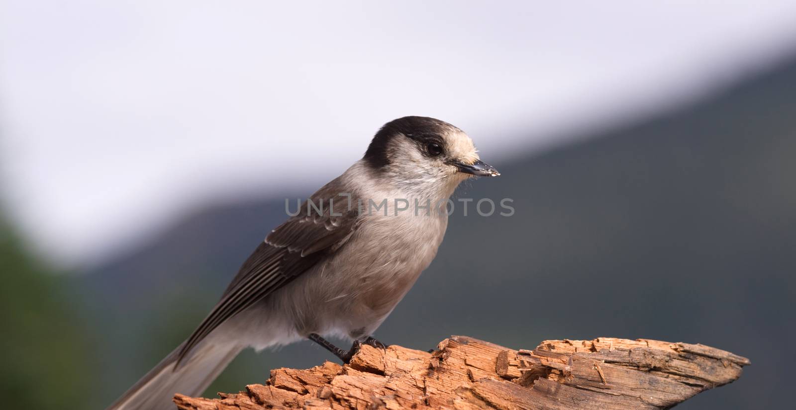 A Grey Jay or Whiskey Jack is perched on a broken log