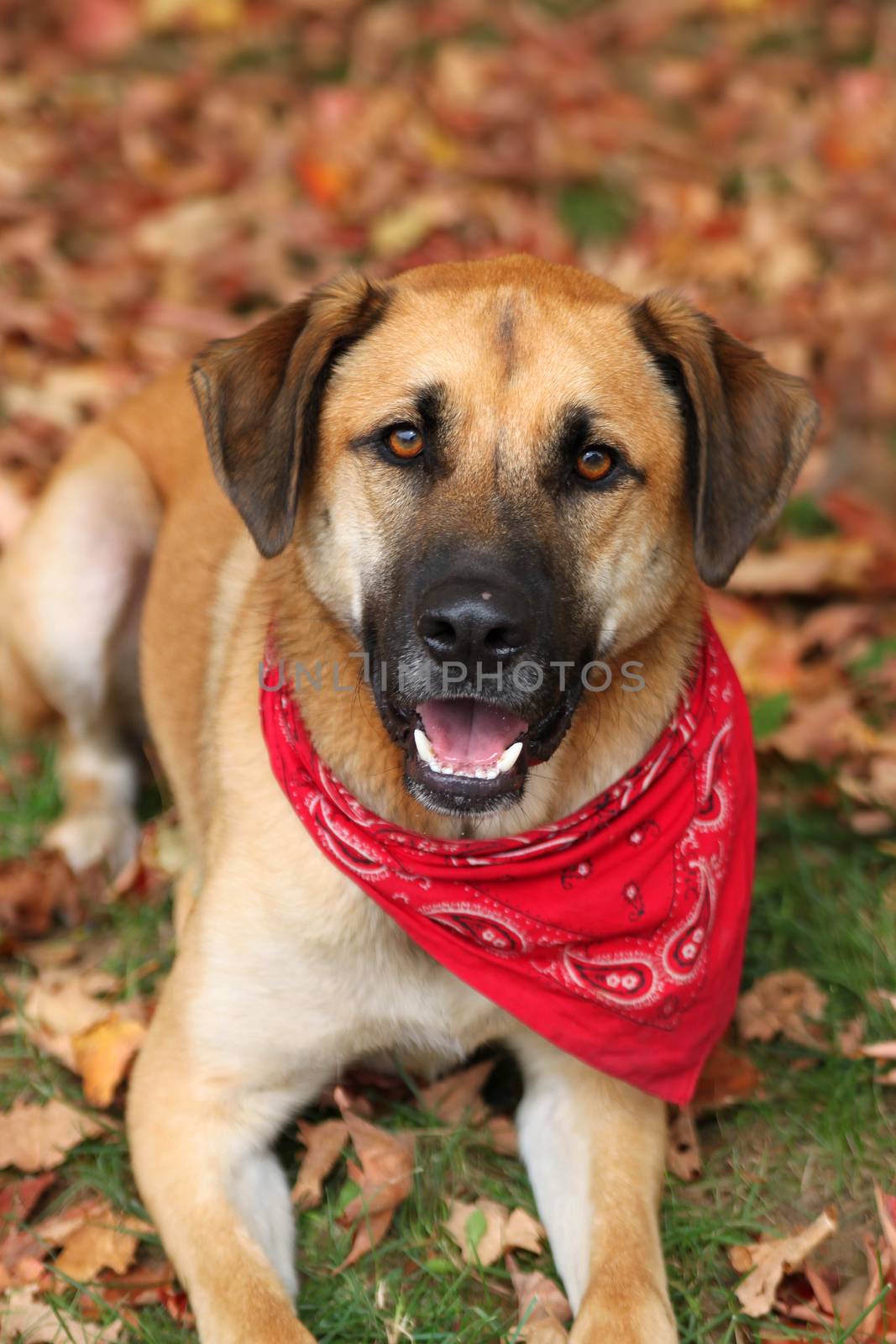 Handsome large mixed Boxer, Retreiver, Shepherd breed dog, sitting on an autumn background