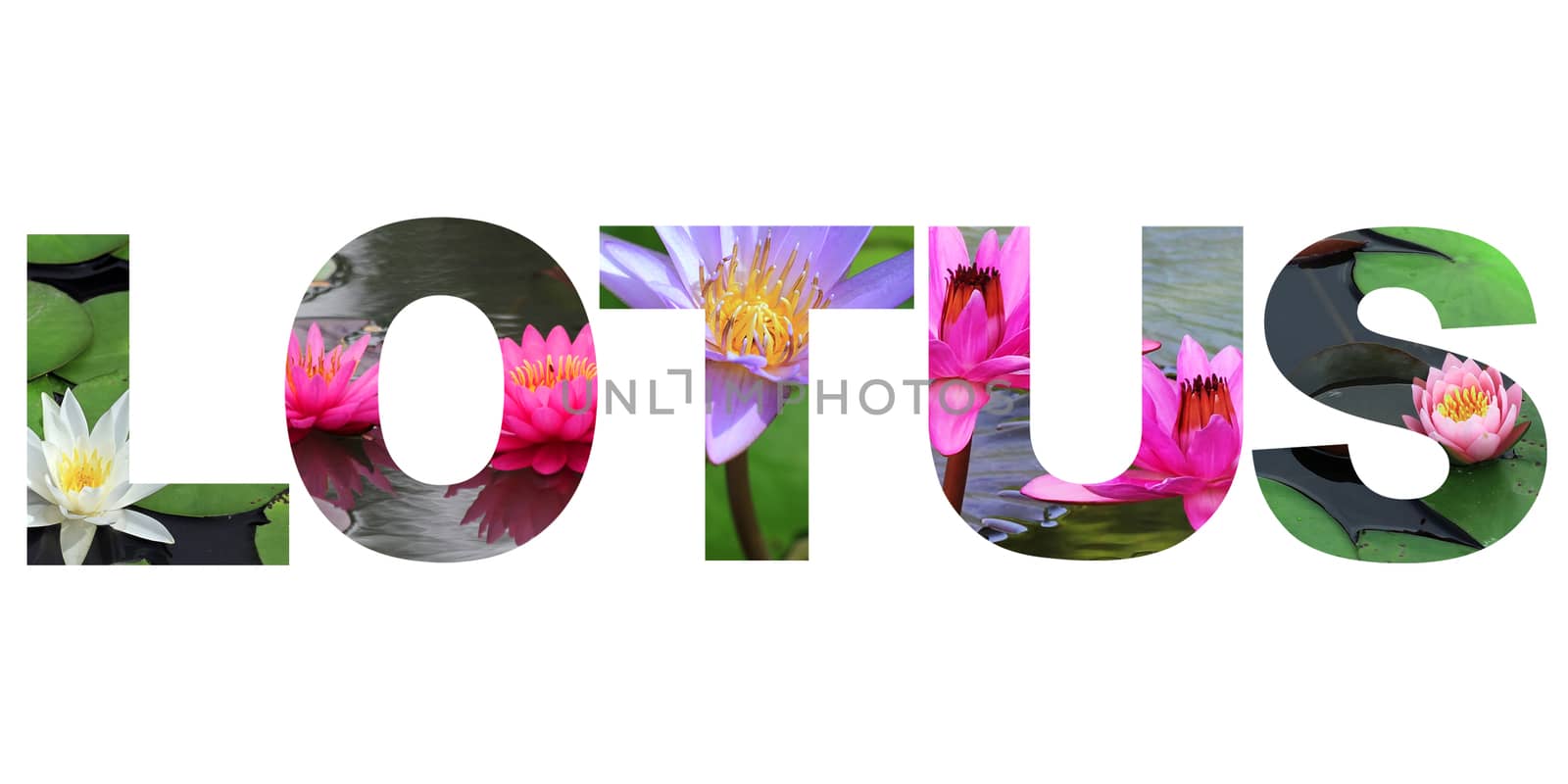 word lotus on white background 