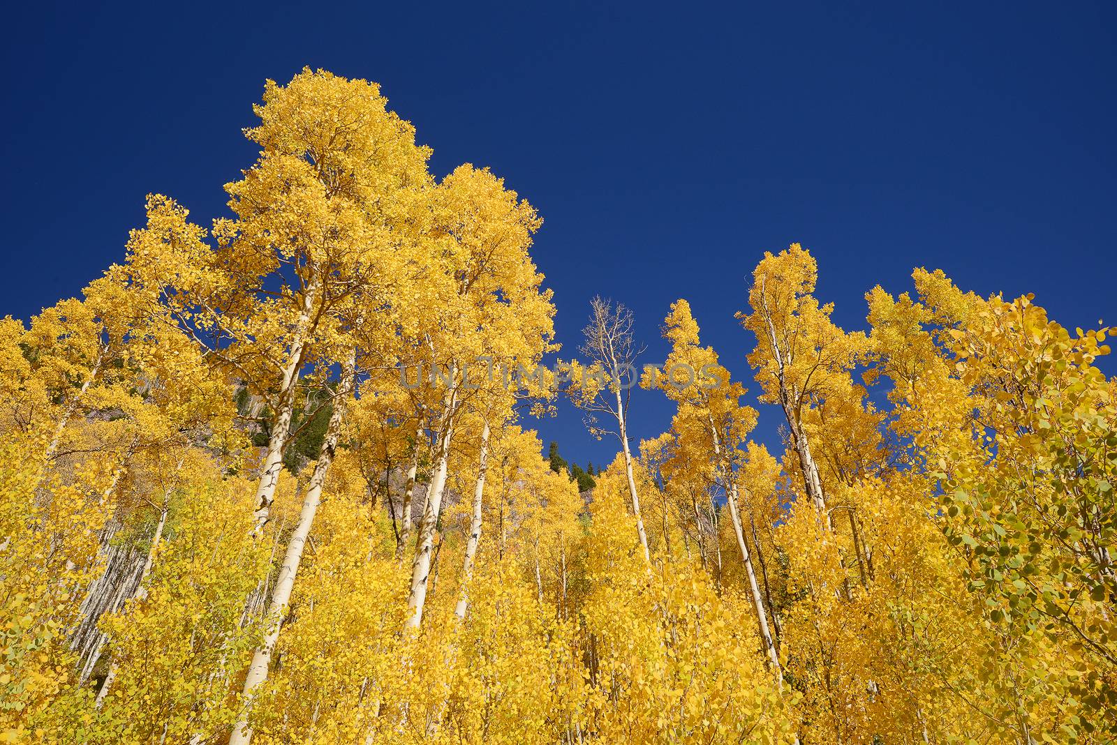 yellow aspen tree from colorado