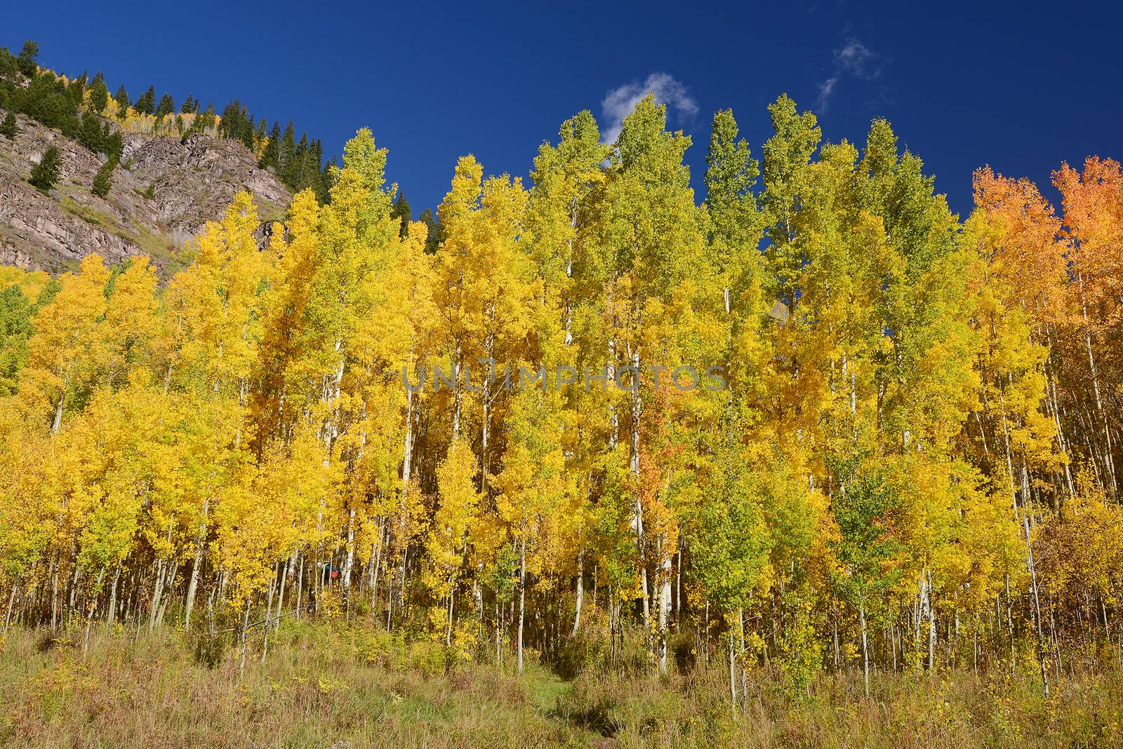 yellow aspen by porbital