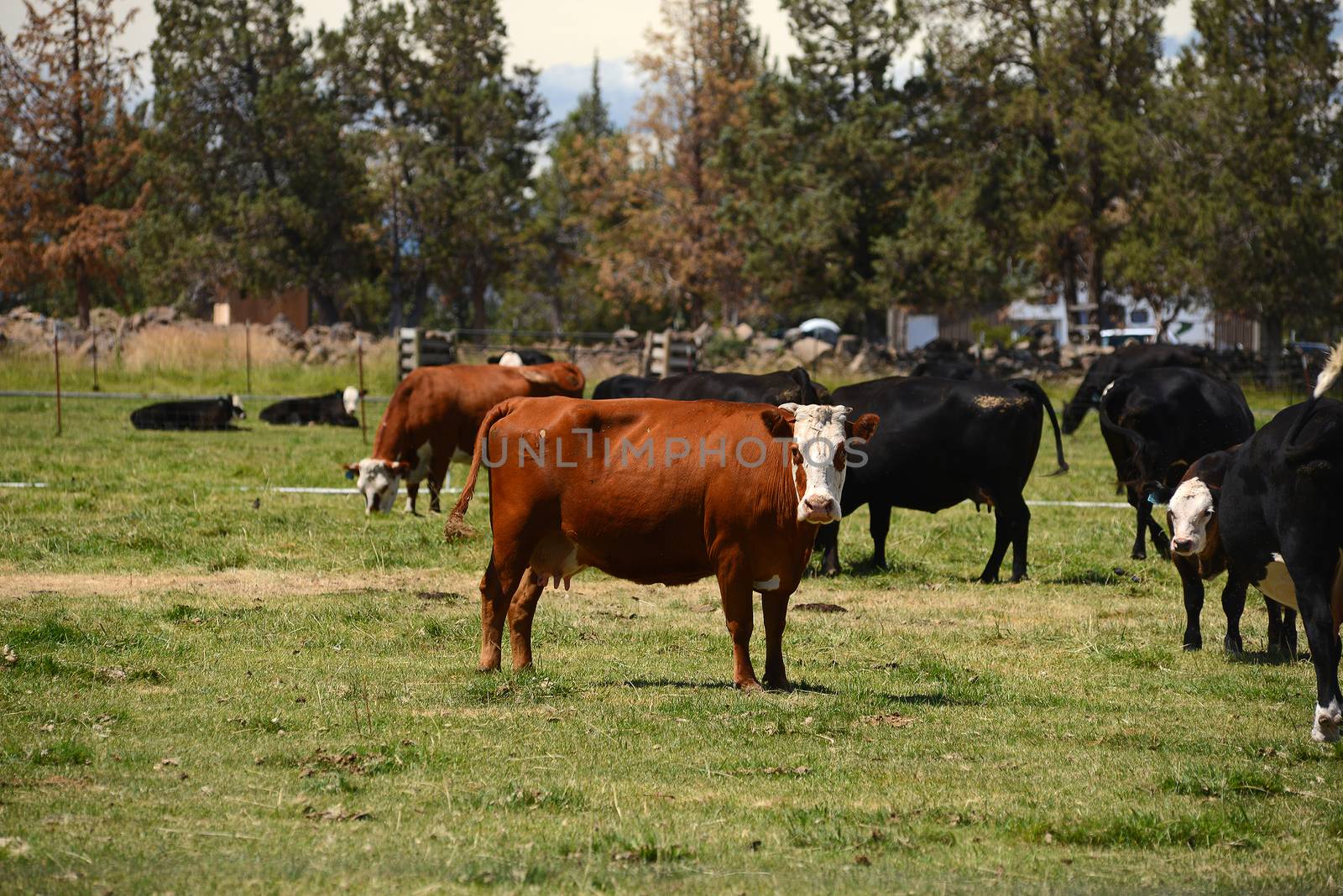 cattle in a farm by porbital