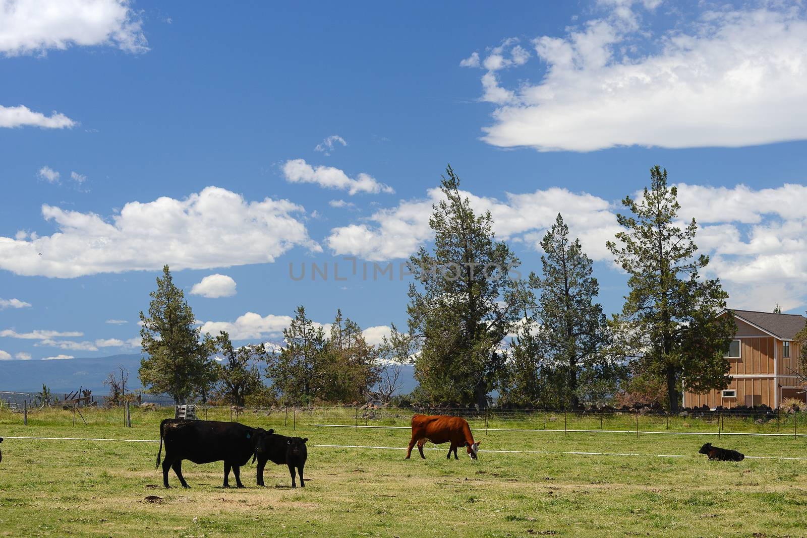 cattle in a farm by porbital