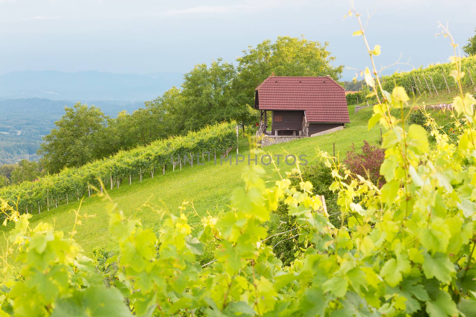Vineyard cottage on Vinji vrh, Dolenjska region, Slovenia.