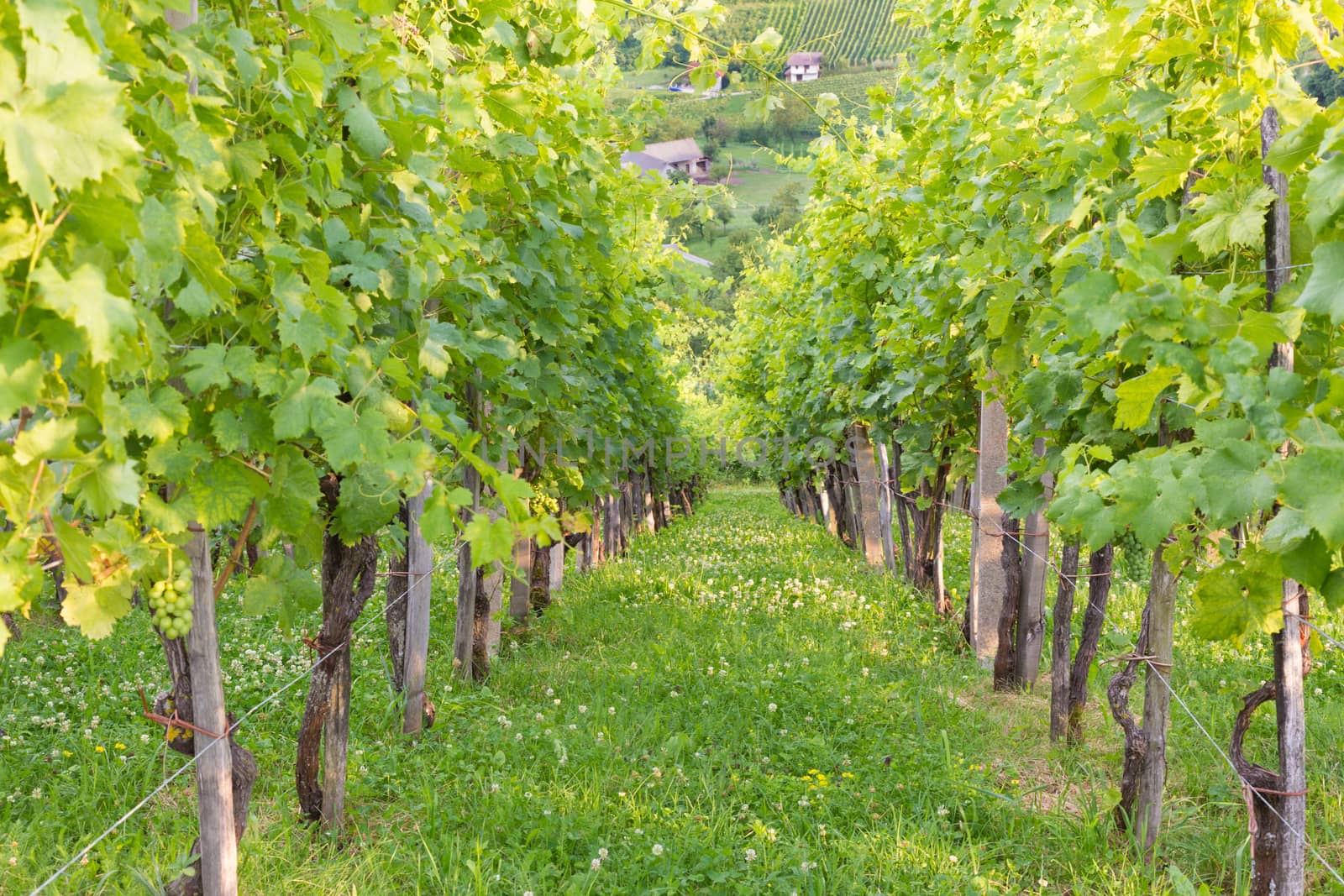 Vinyards on Vinji vrh, Dolenjska region, Slovenia.