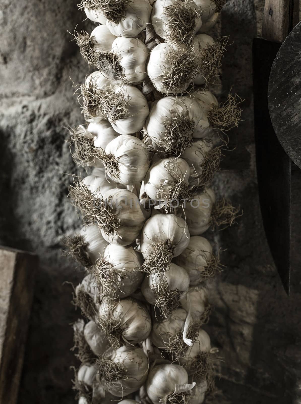 Garlic by Onigiristudio