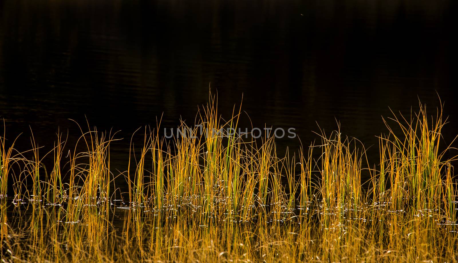 Reed in autumn sun reflecting in dark water