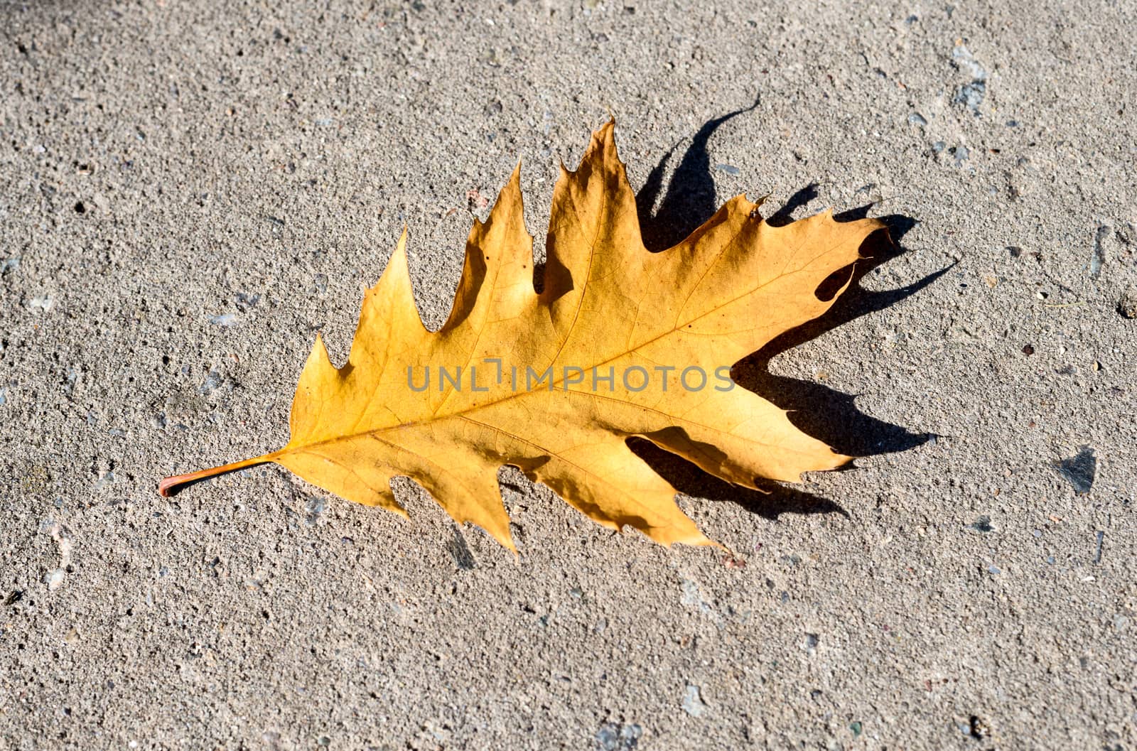oak leaf on asphalt by DNKSTUDIO