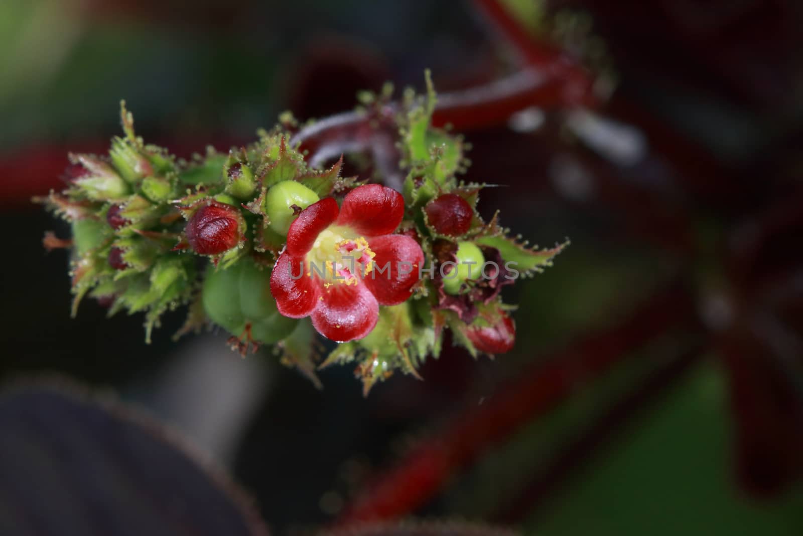 The flower of bellyache bush have red color.