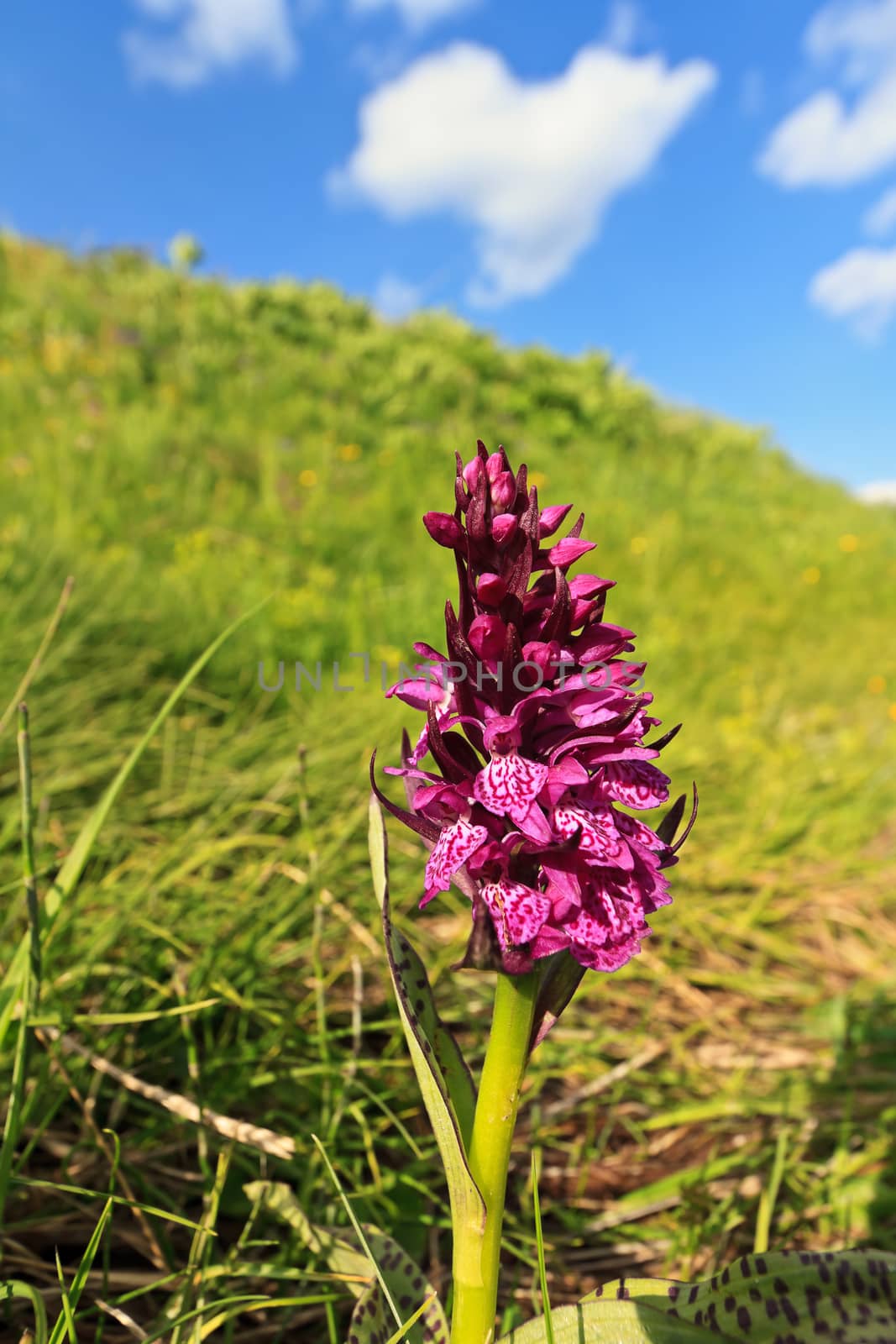 Dactylorhiza orchid with purple flowers on Alpine meadow