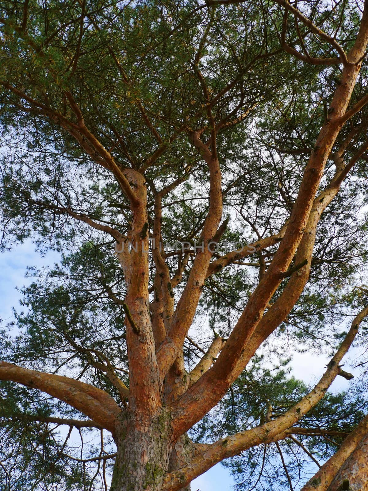 Green pine tree on blue sky background