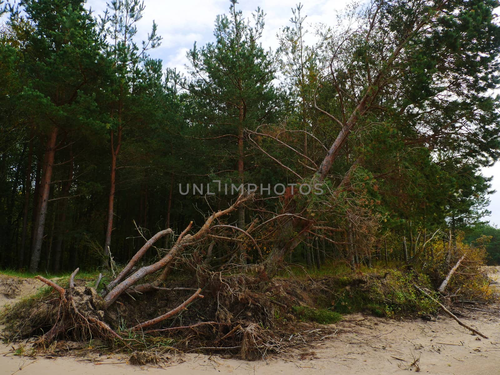 Big Fallen Tree after hurricane. by dolfinvik