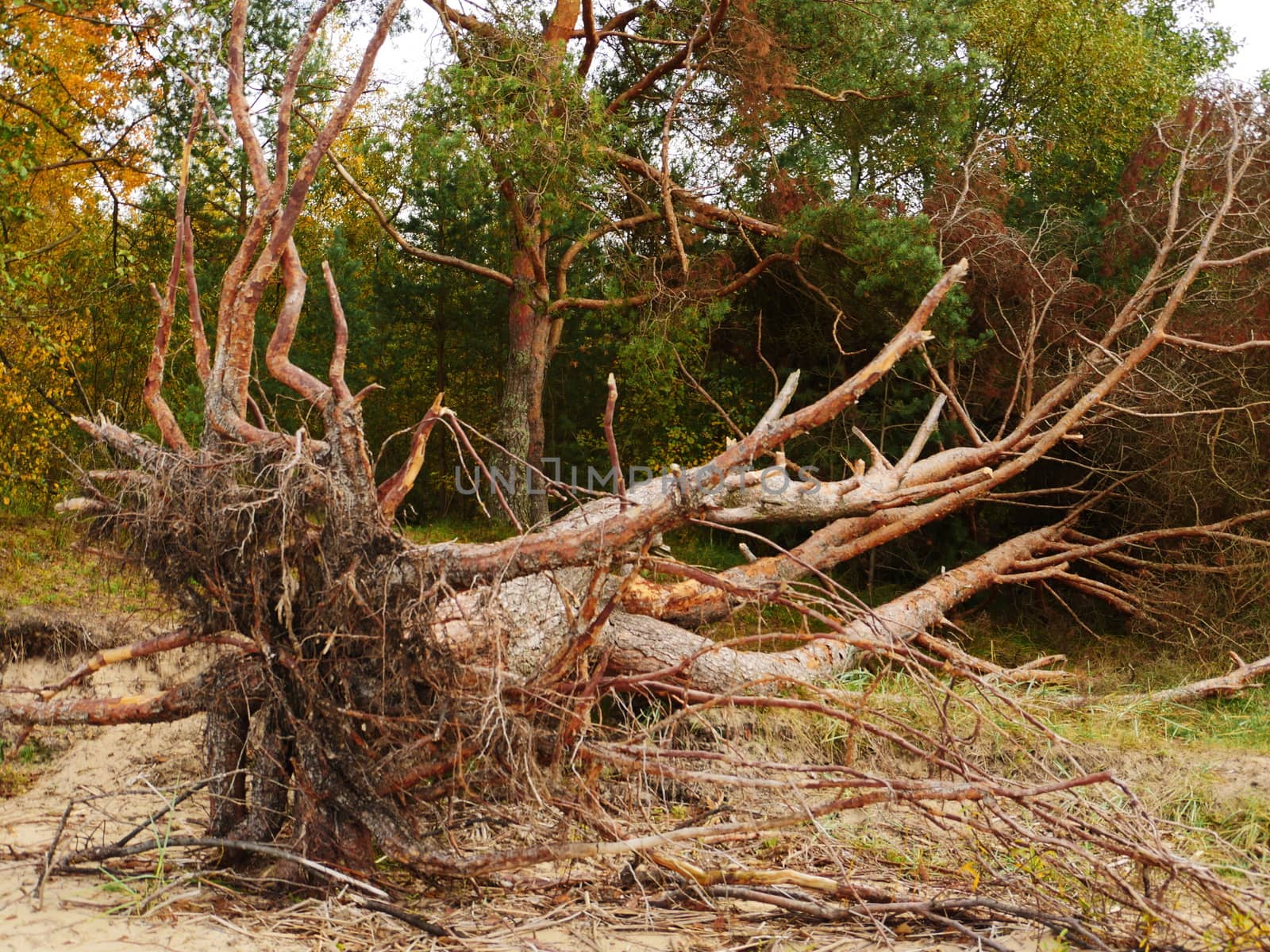 Big Fallen Tree after hurricane. by dolfinvik
