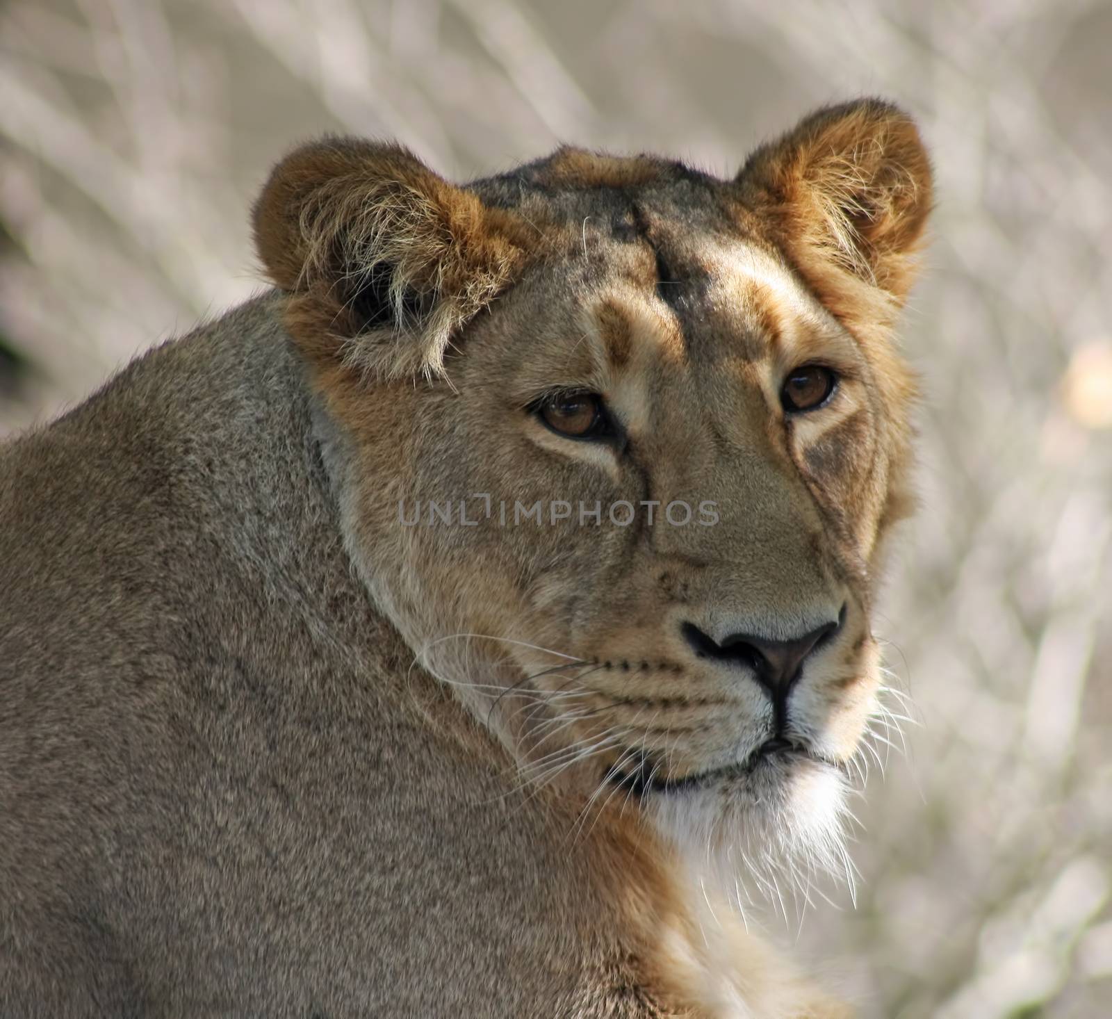 a lioness