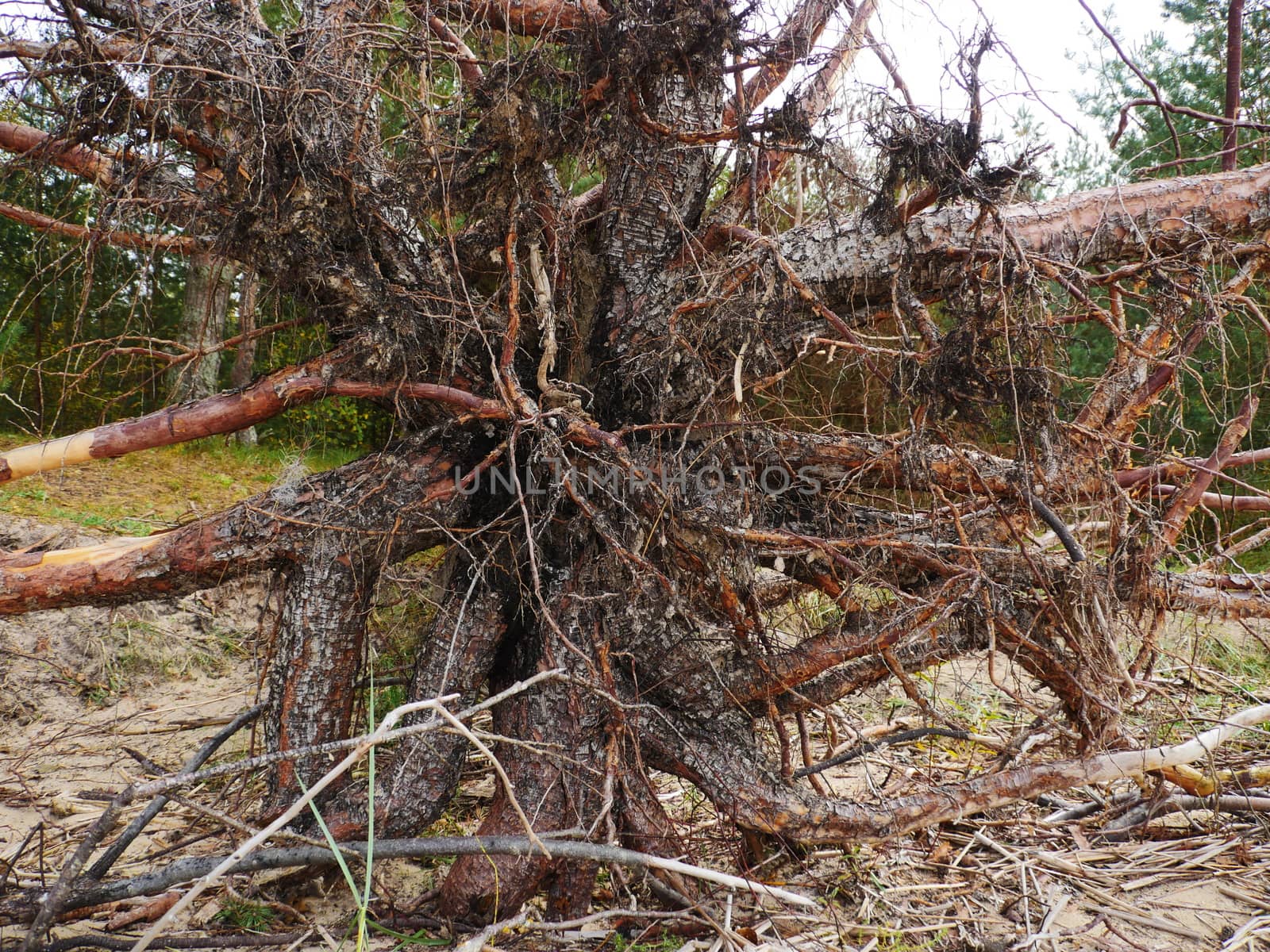 Big Fallen Tree after hurricane. by dolfinvik