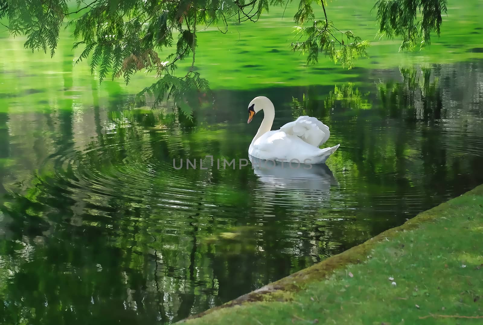 swan on a lake by potts312