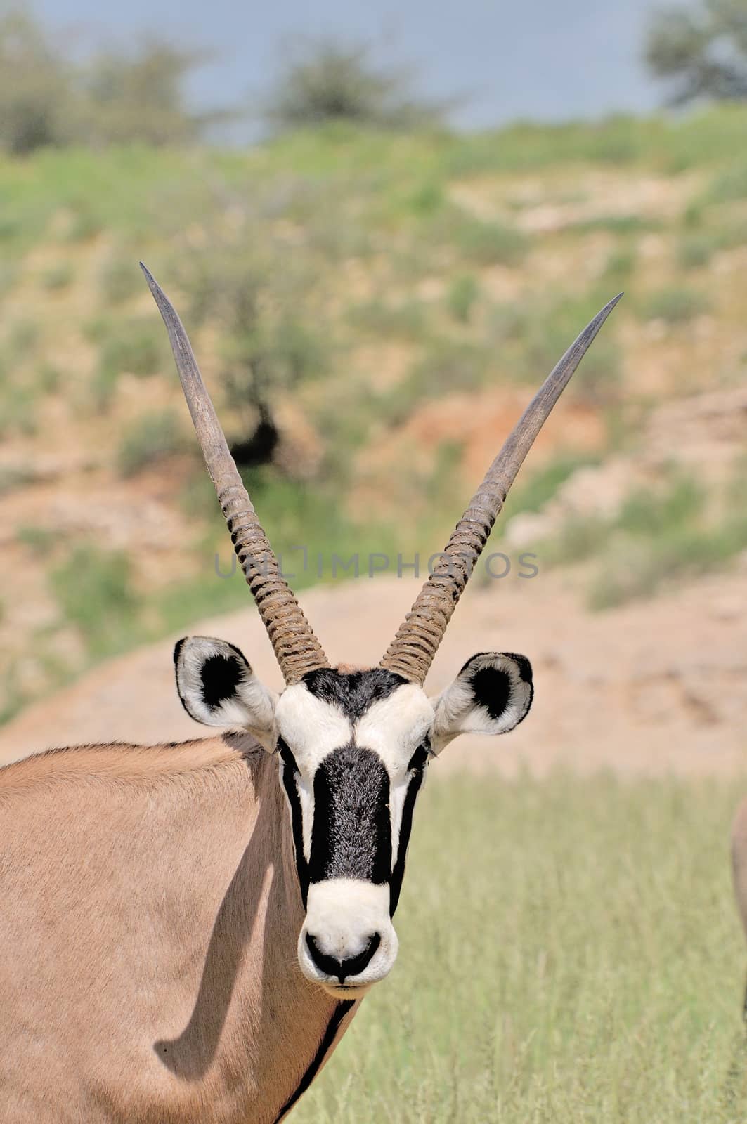 Oryx (Gemsbok) in the Kgalagadi Transfrontier Park, South Africa
