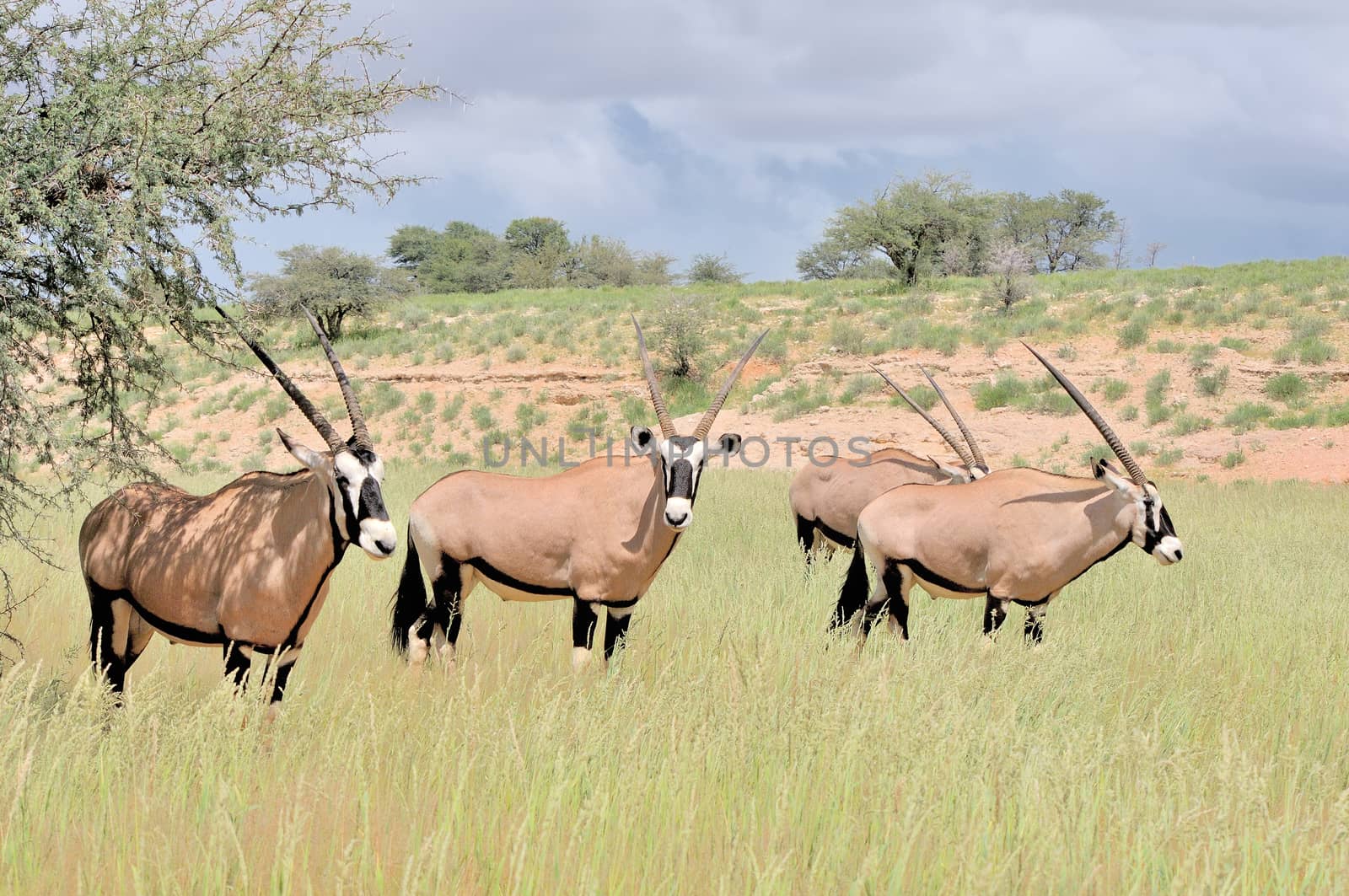 Oryx (Gemsbok) in the Kgalagadi Transfrontier Park, South Africa
