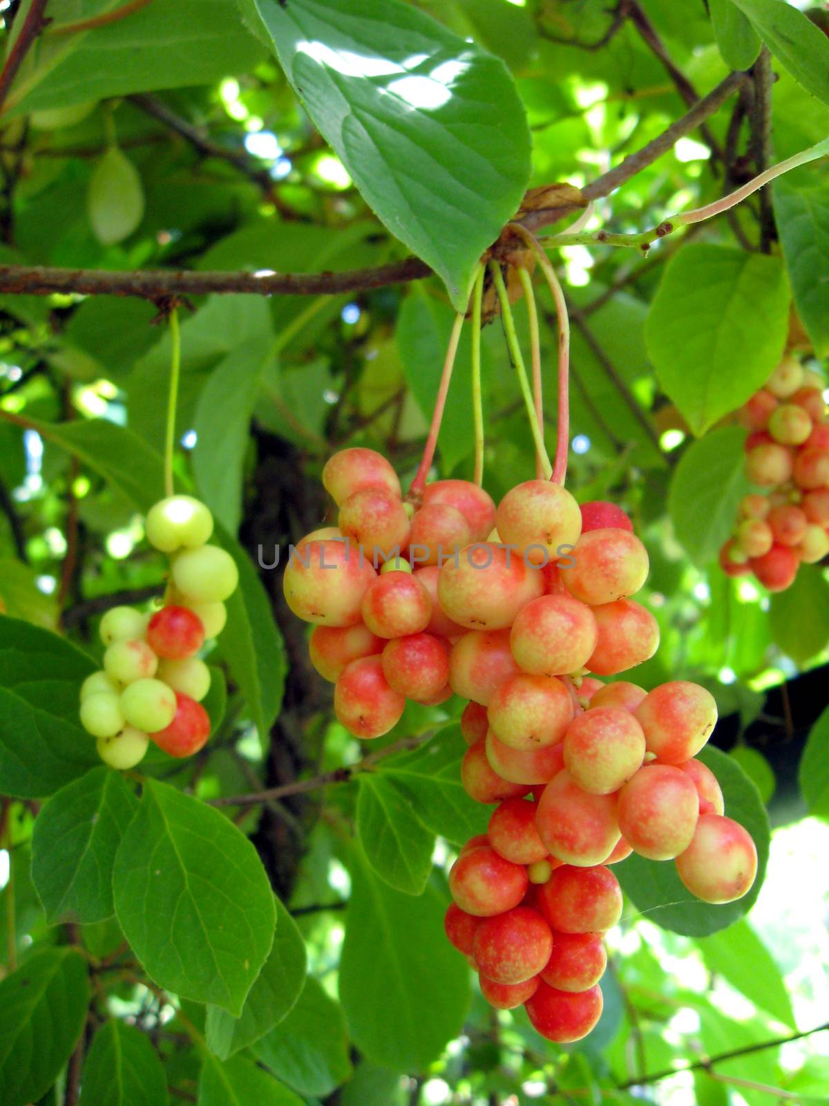 branch of red ripe schizandra by alexmak