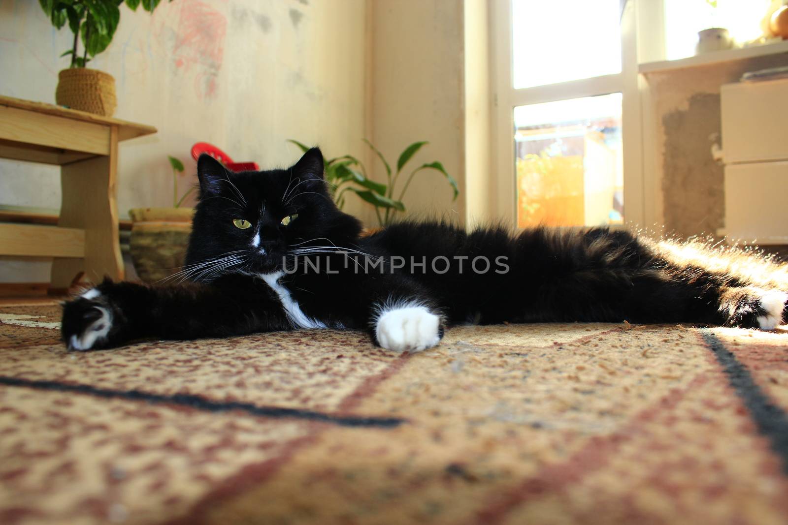 nice black cat lolling about on the carpet