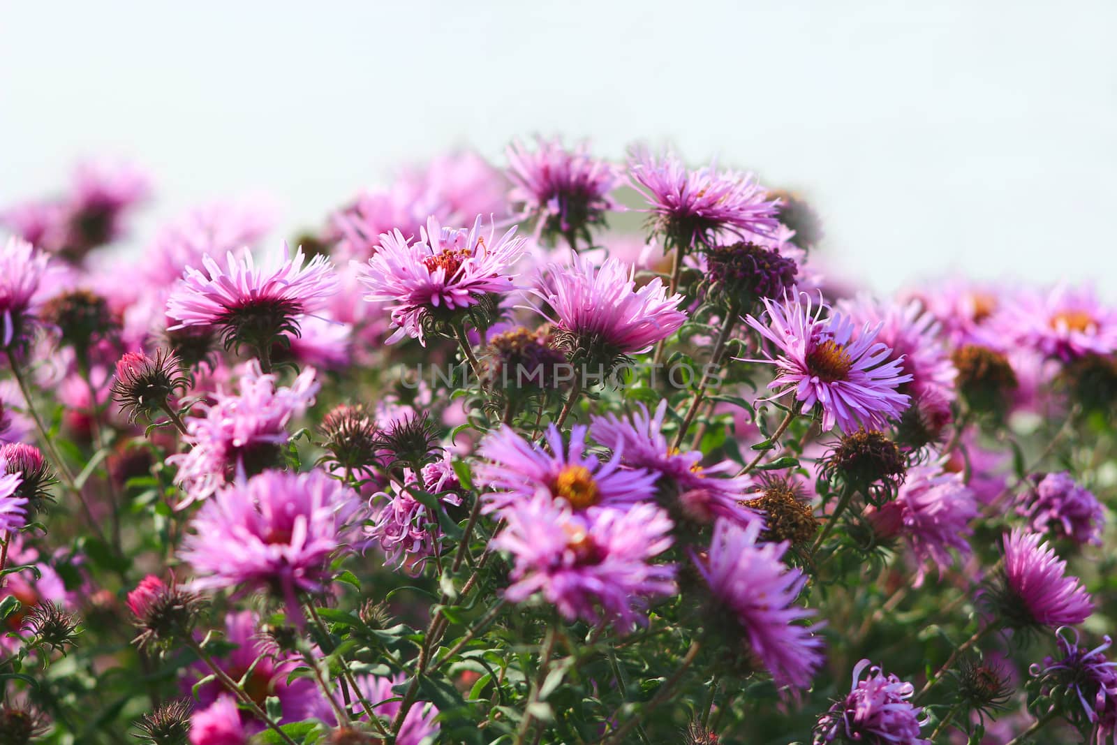 flowers of red beautiful asters by alexmak