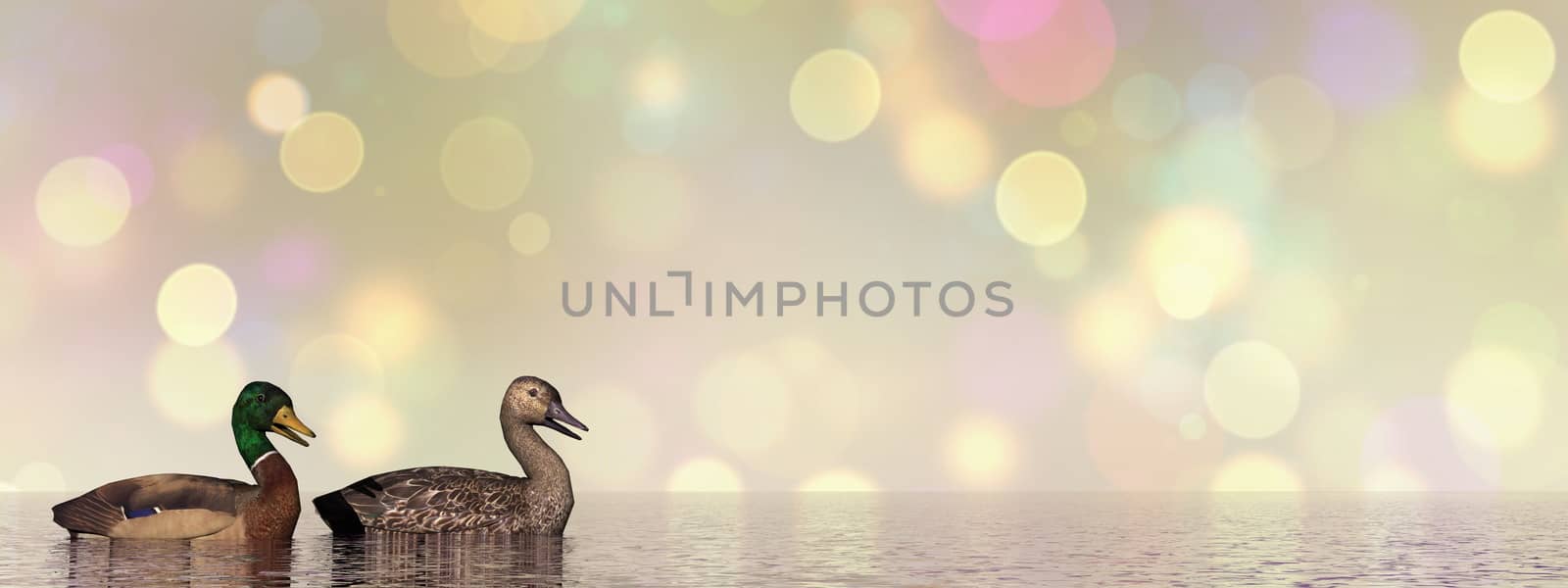 Mallard ducks couple floating on water in bokeh background - 3D render