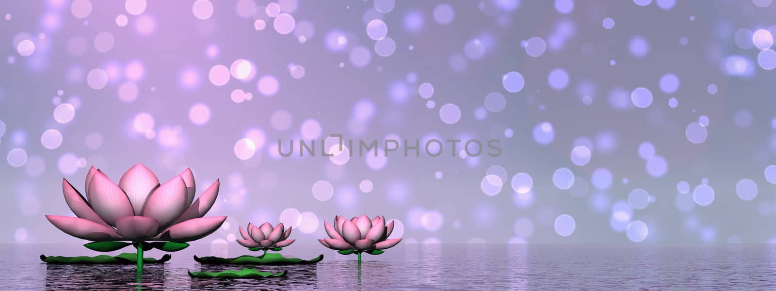 Lily flowers and leaves upon water in bokeh background - 3D render