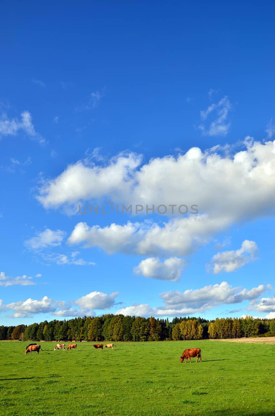 cows grazing on a green pasture under a blue sky, portrait