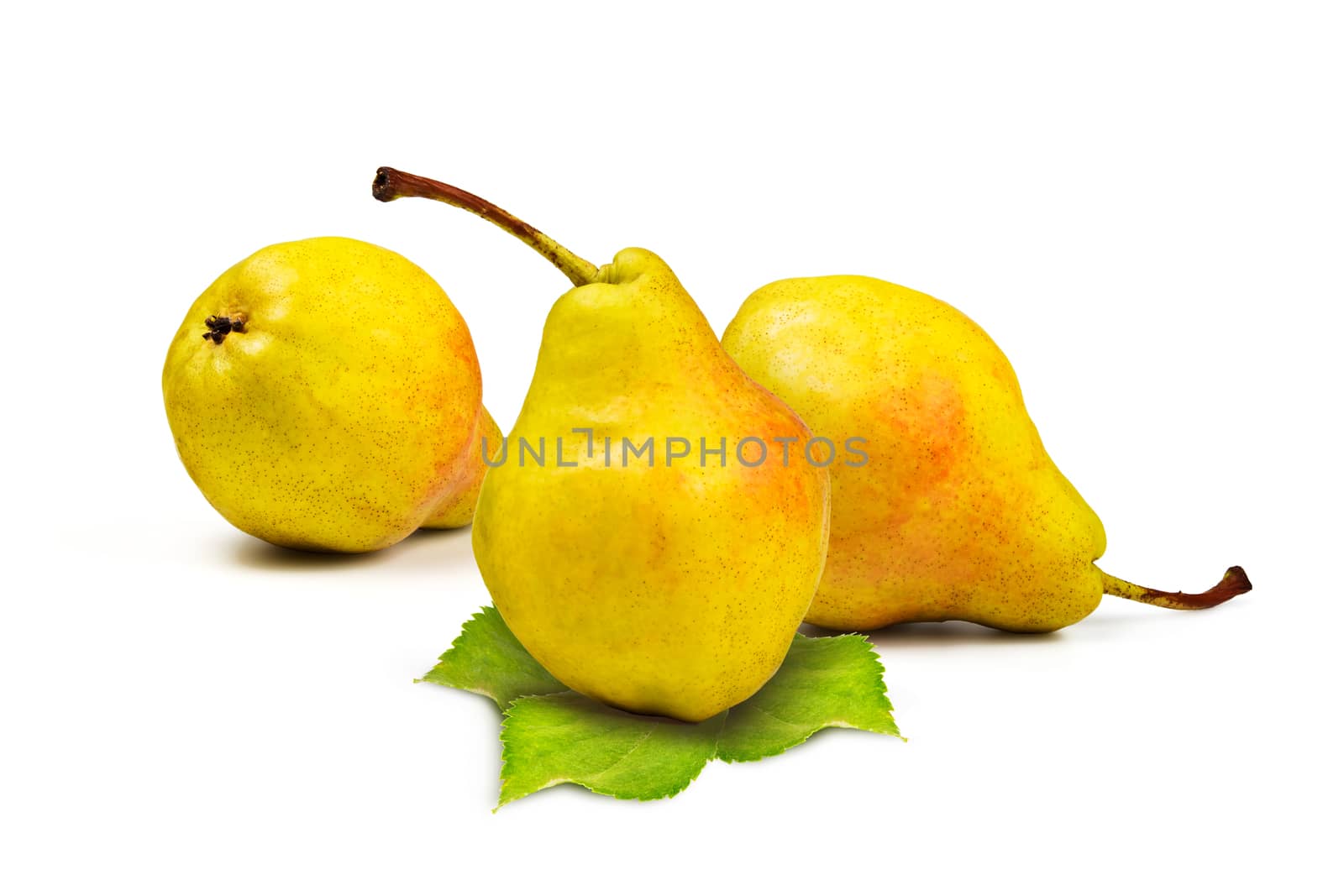 Three yellow ripe pear and green leaves on a white background