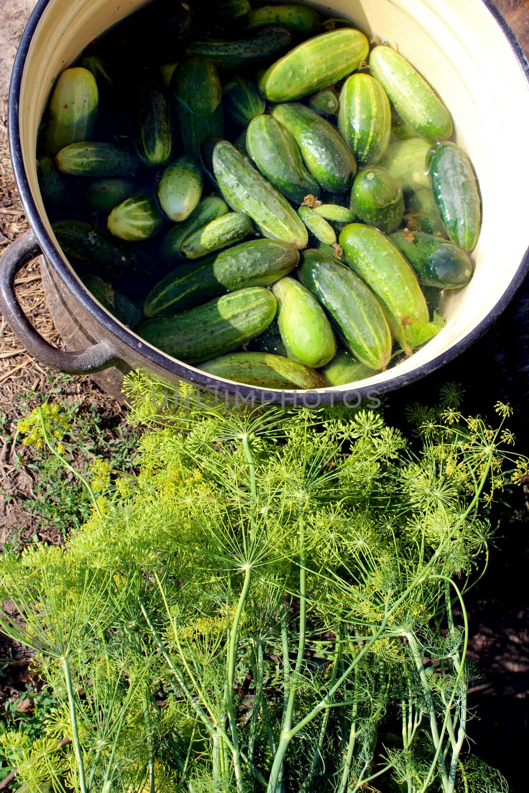 Cucumbers and fennel prepared for preservation by alexmak