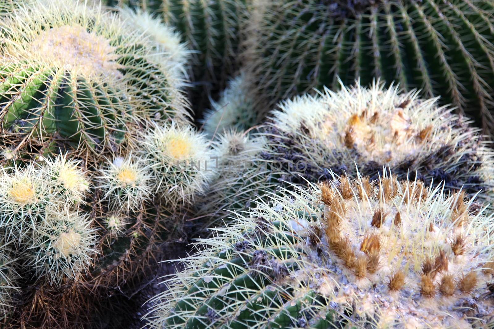 Photo of Beautiful Cactus in the Garden made in the late Summer time in Spain, 2013