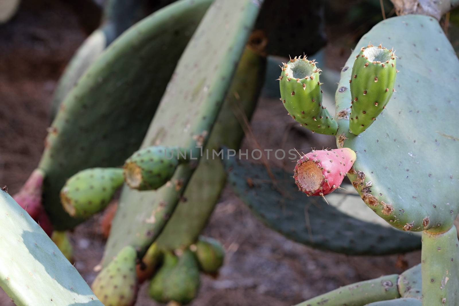 Photo of Beautiful Cactus in the Garden made in the late Summer time in Spain, 2013